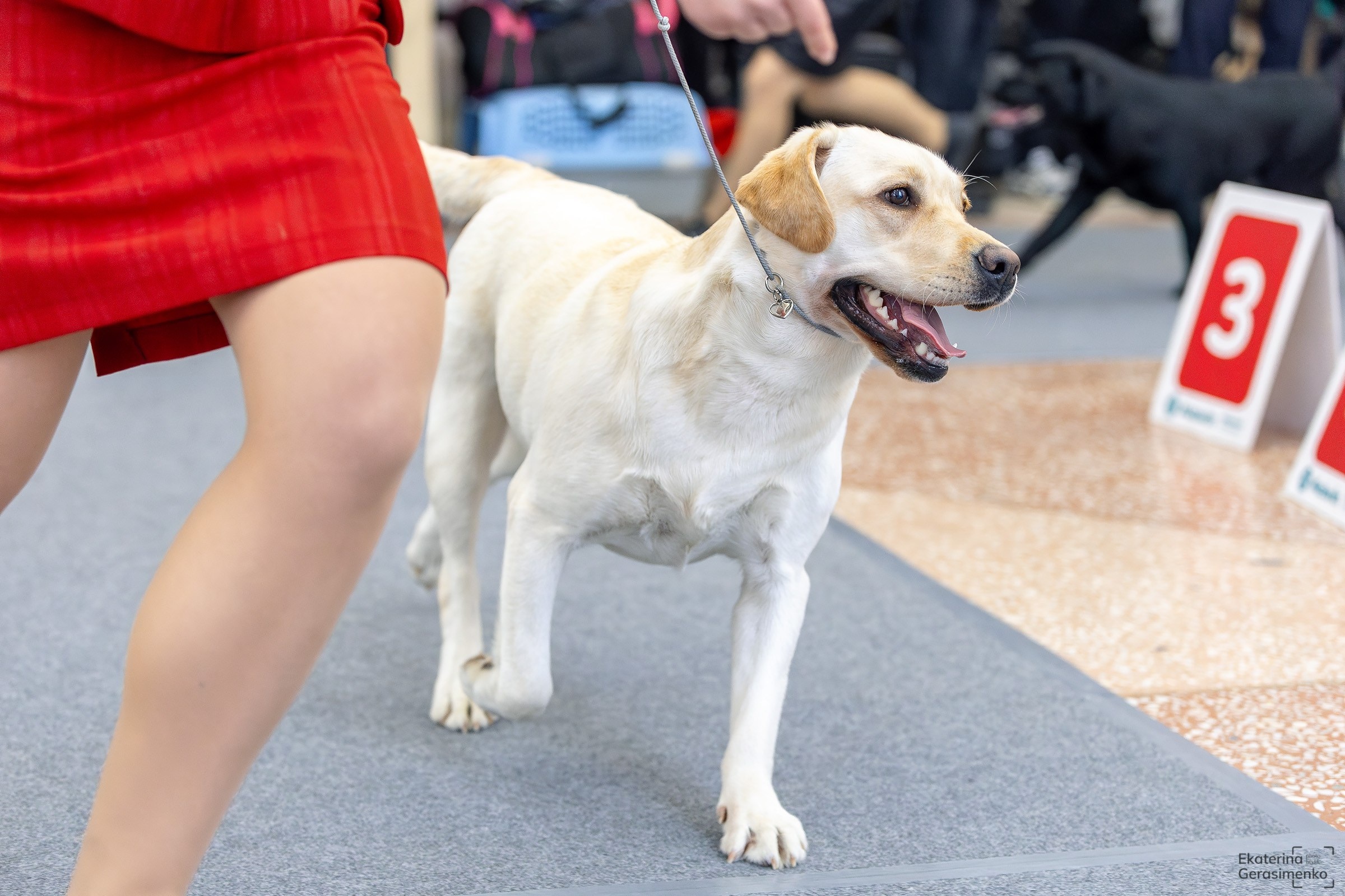 2 марта 2025, Выставка РКФ, г. Пермь. Htykk_photo