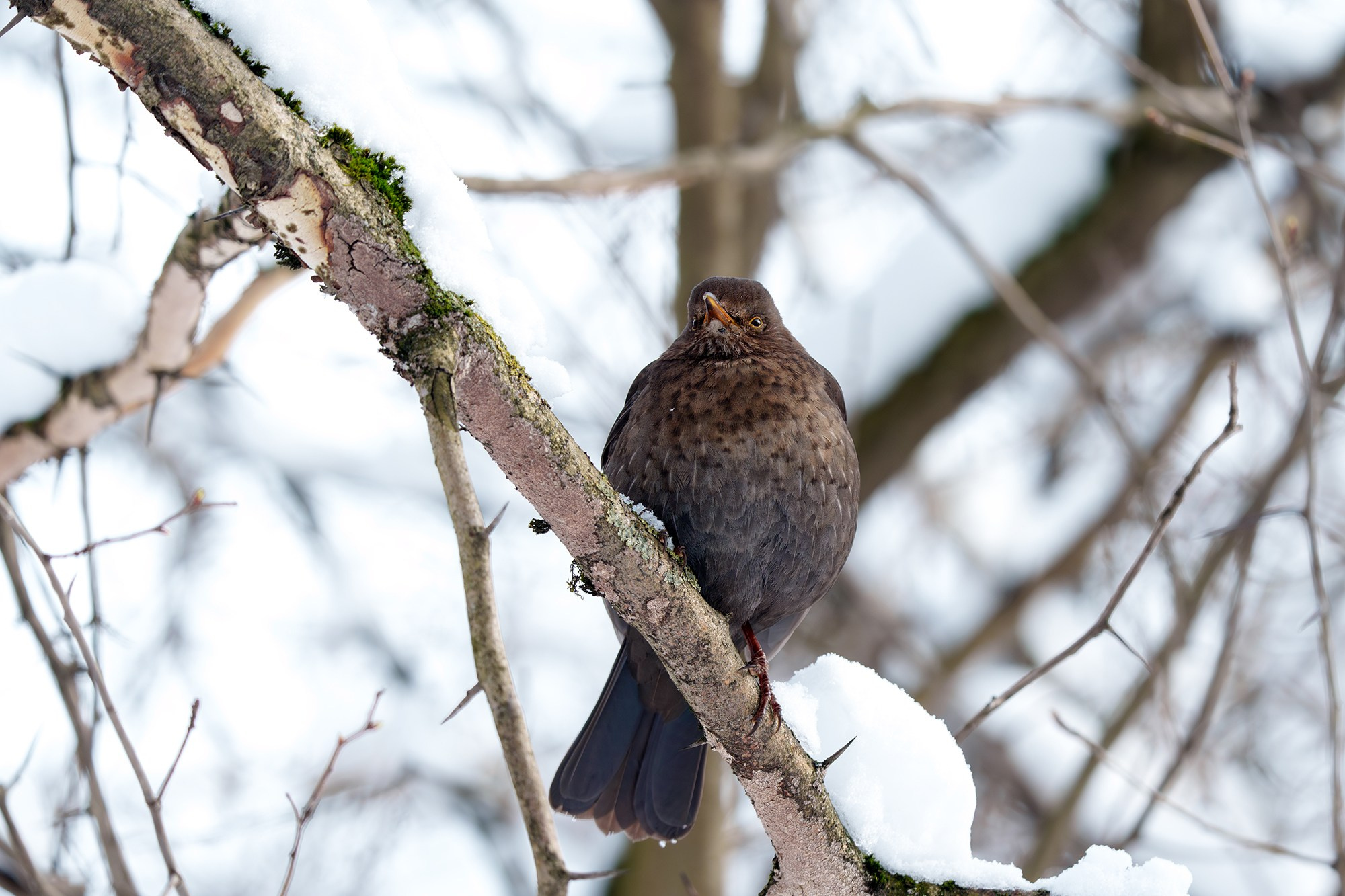 Удивительные мир птиц. Вокруг нас столько прекрасного — присмотритесь!. Ваш личный фотограф Марина Волкова