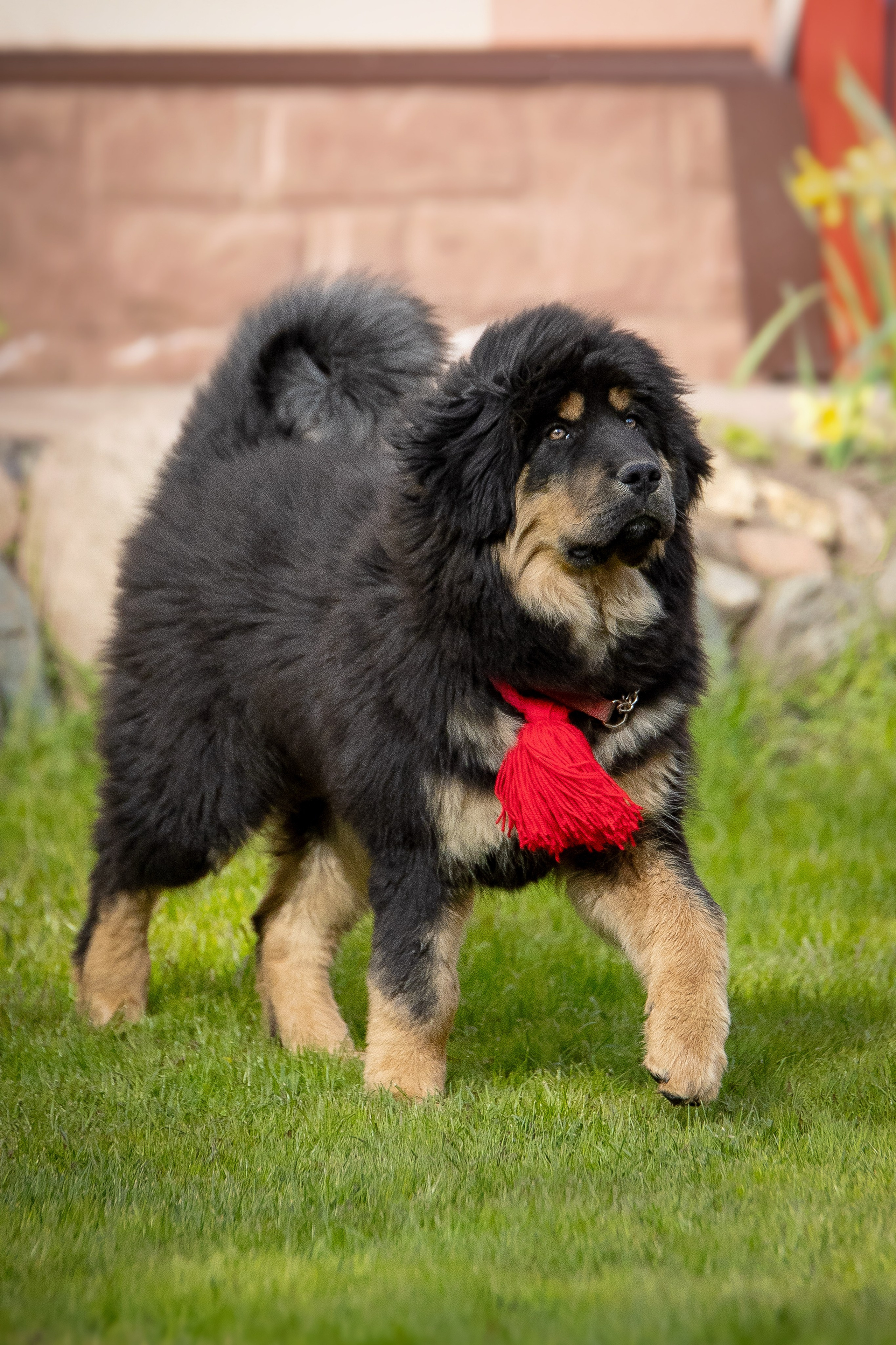 Тибетский мастиф. Юлия Микульская. Рыбинск