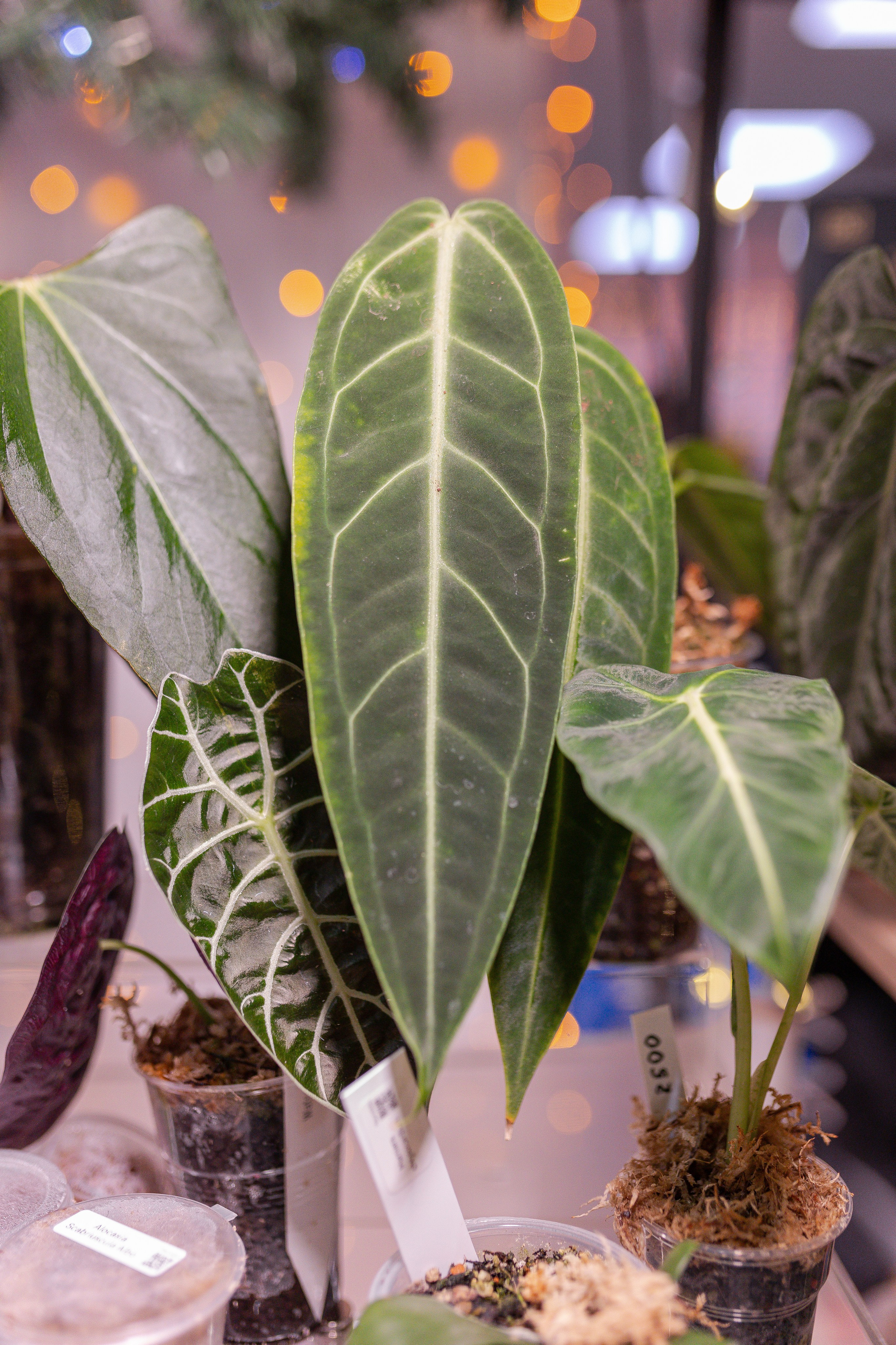 Орхидиум 12.2025. Александра Куликова фотограф, Москва