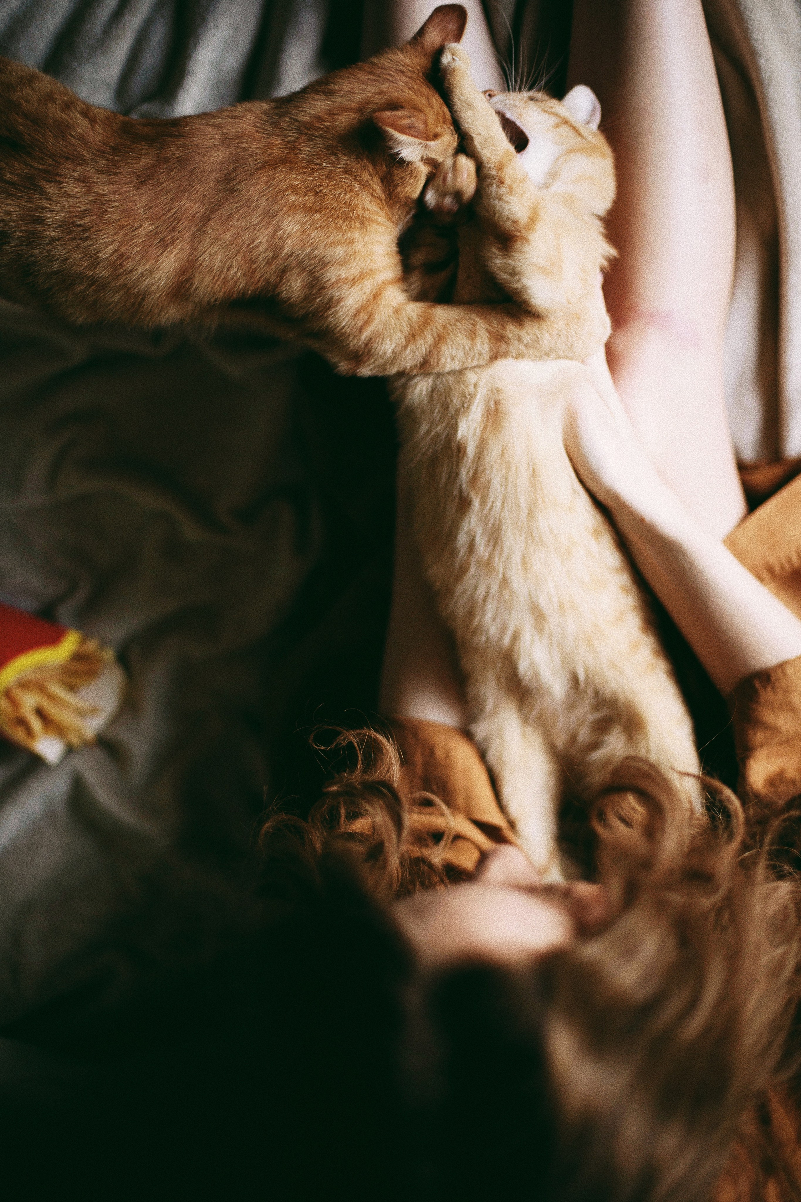 Катя, Булочка и Пирожок дома. Фотограф анималист Кристина Карпова, Москва