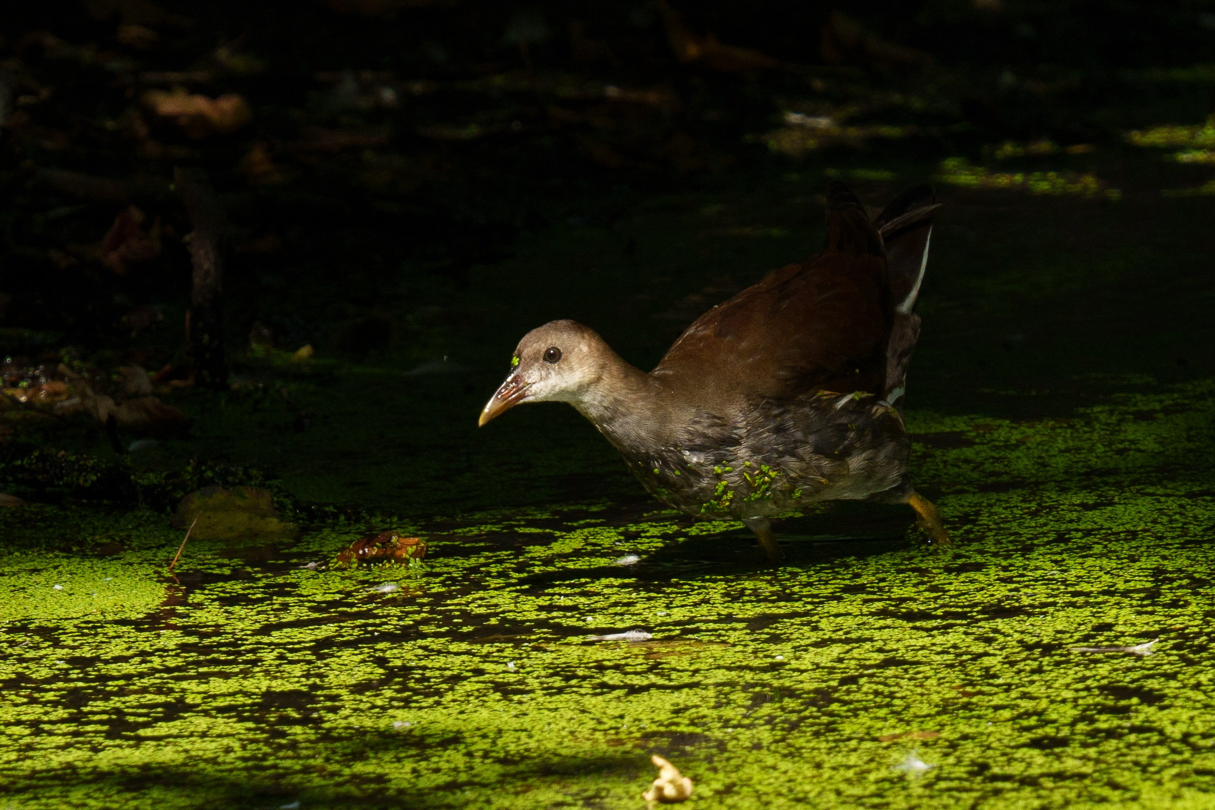 Удивительные мир птиц. Вокруг нас столько прекрасного — присмотритесь!. Ваш личный фотограф Марина Волкова