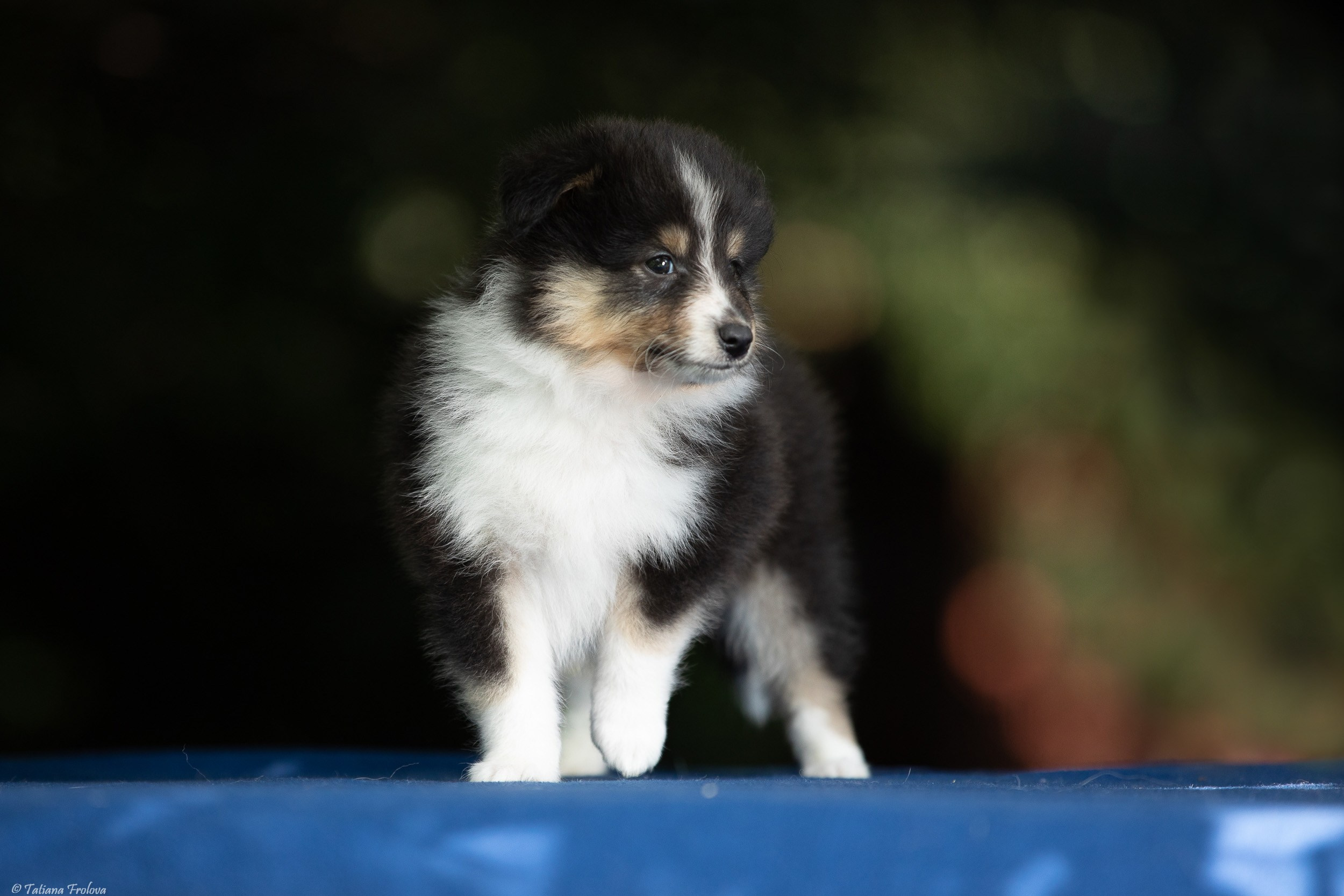 Фото помета щенков для продажи. Фотограф-анималист в Москве и Московской области Татьяна Фролова