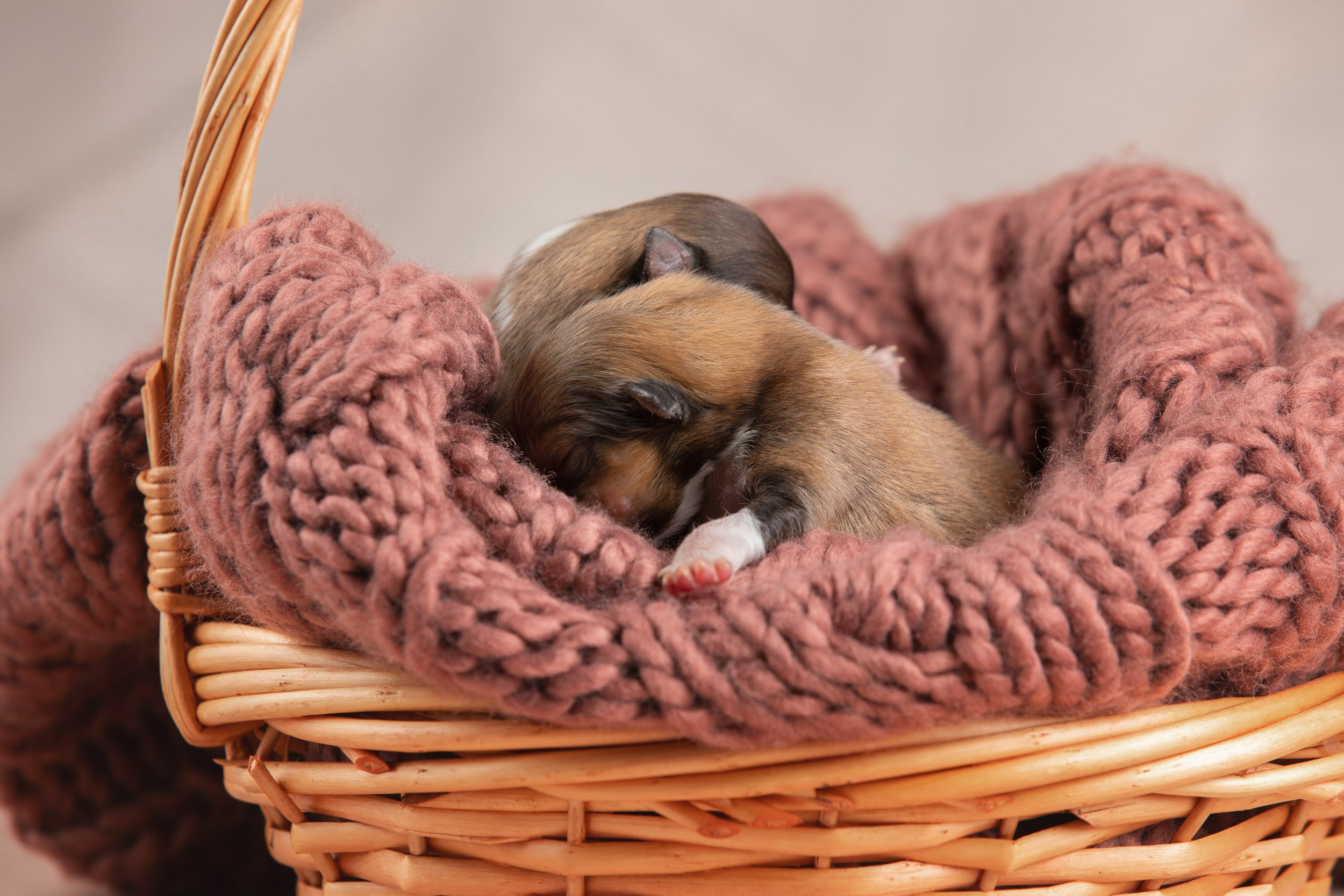 Ньюборн съемка для новорожденных щенков в доме заводчика. Фотограф-анималист в Москве и Московской области Татьяна Фролова