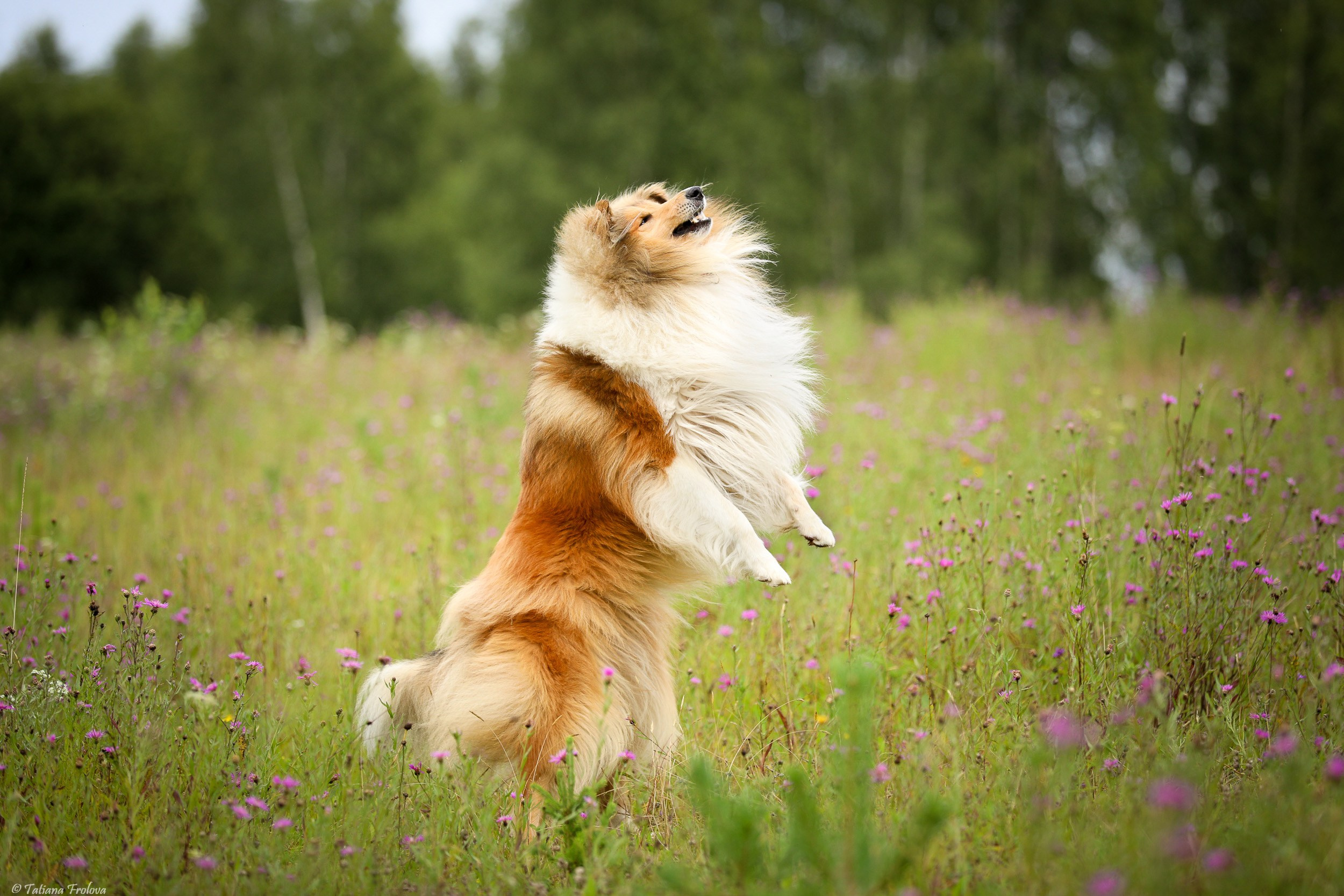 Фотопрогулка для нескольких собак загородом. Фотограф-анималист в Москве и Московской области Татьяна Фролова