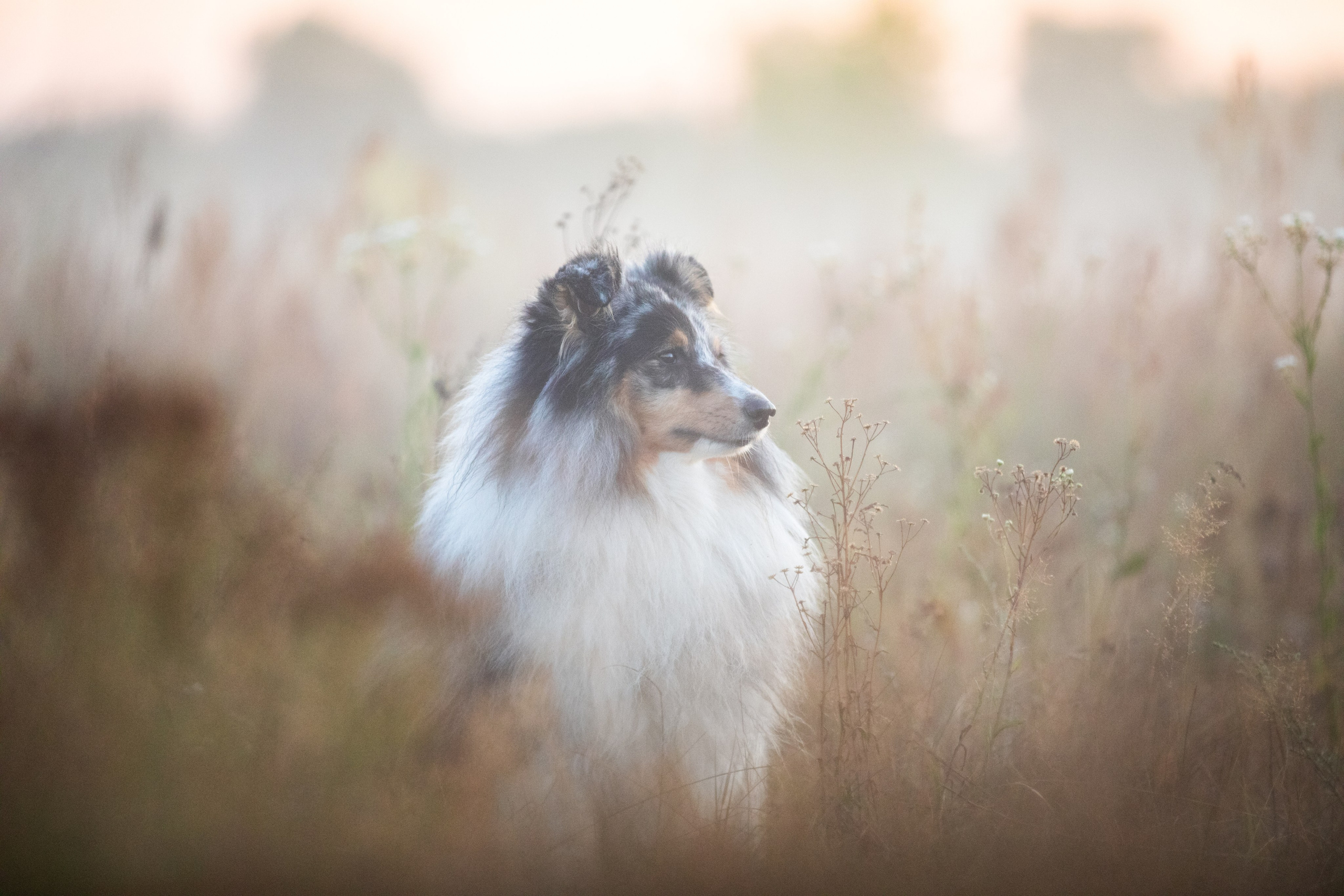 Фотограф-анималист в Москве и Московской области Татьяна Фролова
