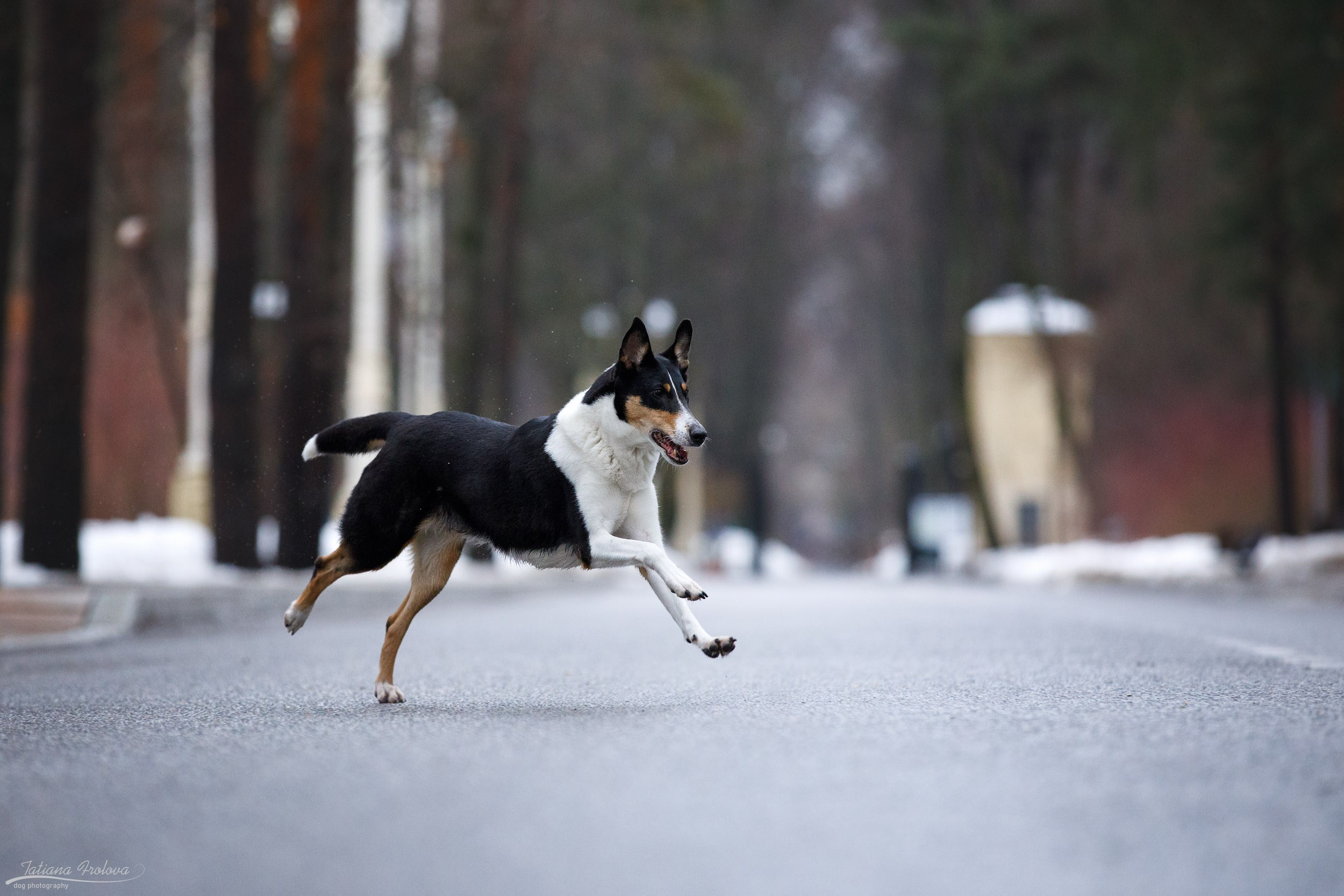 Фотопрогулка короткошерстной колли в Москве. Фотограф-анималист в Москве и Московской области Татьяна Фролова