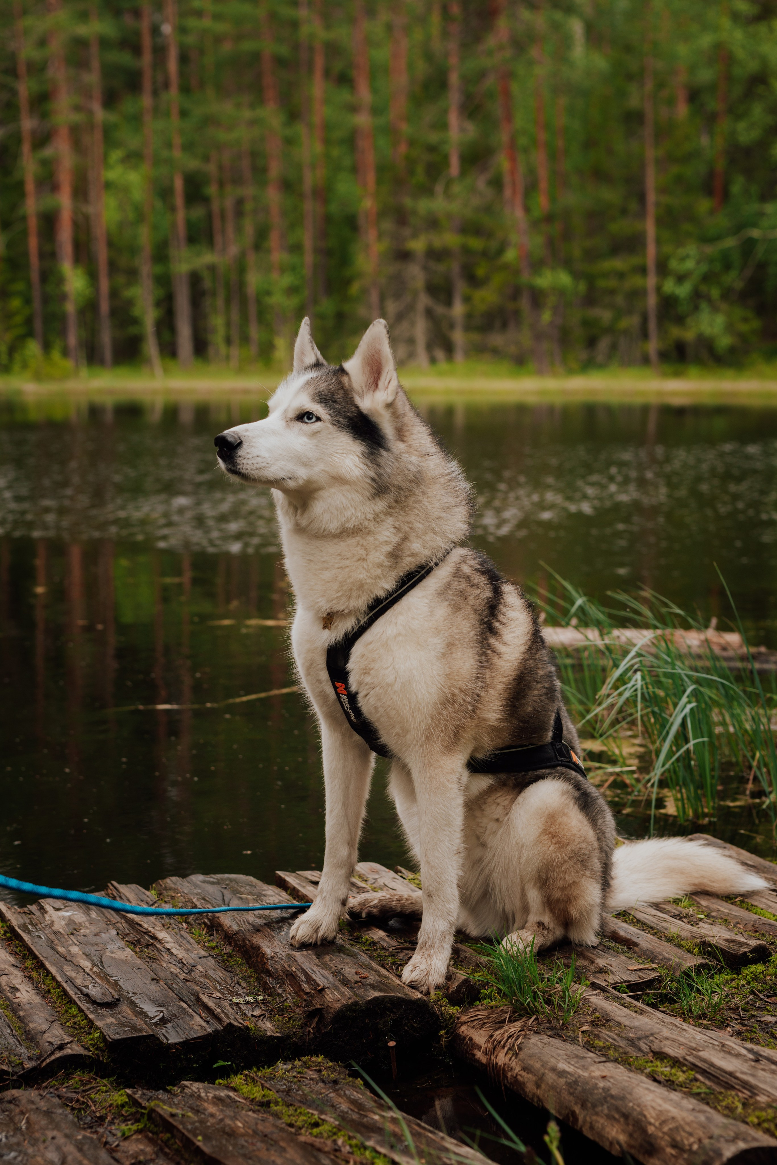 Догтрекинг. Фотограф в Санкт-Петербурге и Ленинградской области