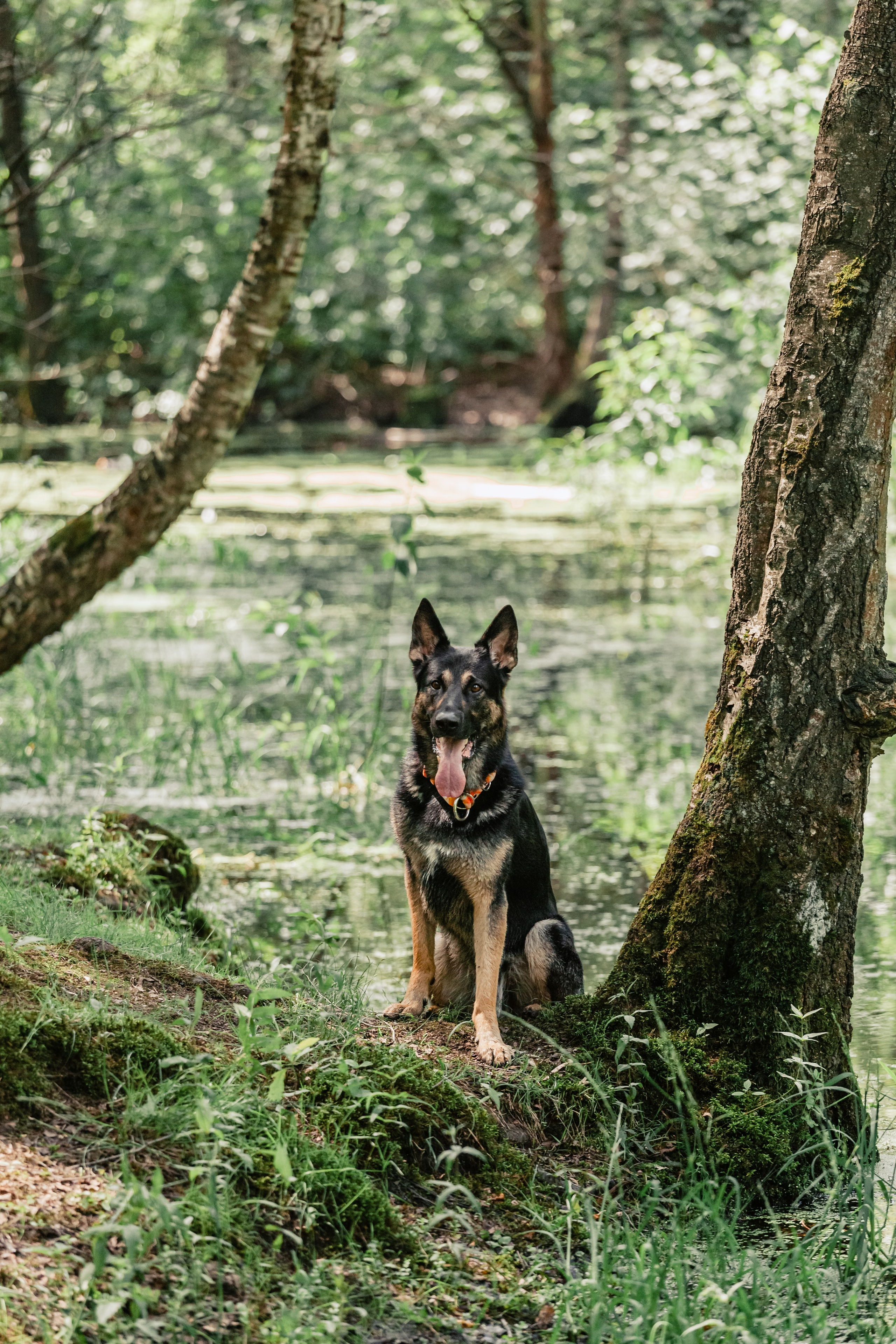 Лесная летняя фотопрогулка. Фотограф-анималист Татьяна Степанова