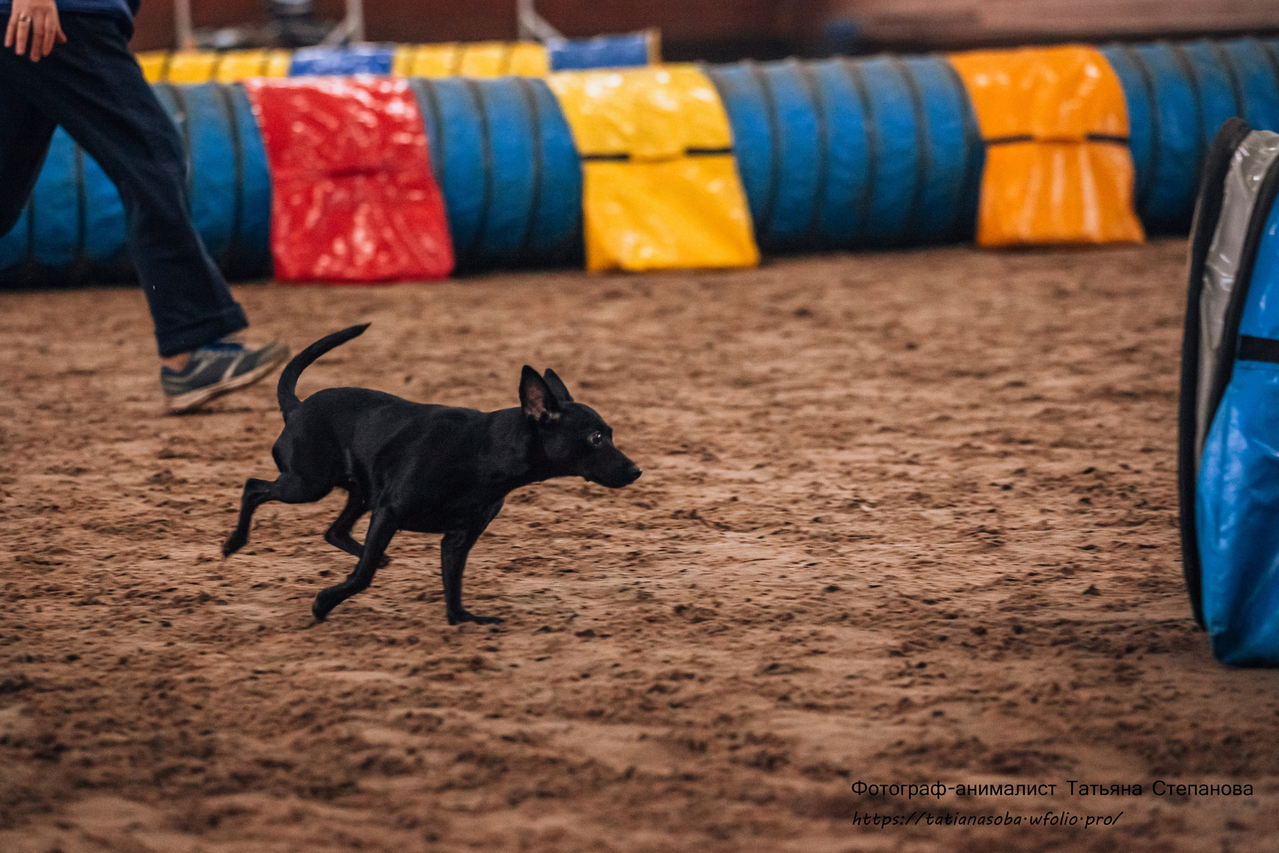 Соревнования по Аджилити 25.02.2024. Фотограф-анималист Татьяна Степанова