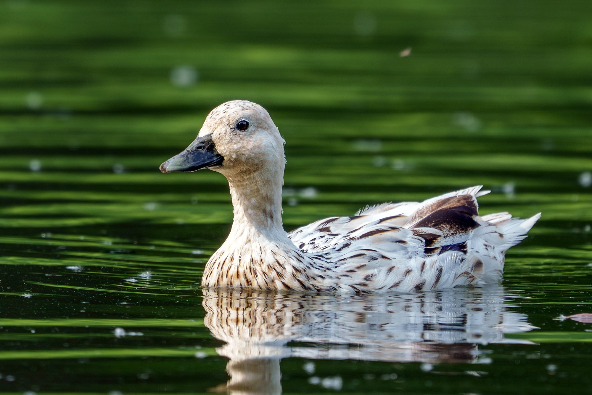 Удивительные мир птиц. Вокруг нас столько прекрасного — присмотритесь!. Ваш личный фотограф Марина Волкова