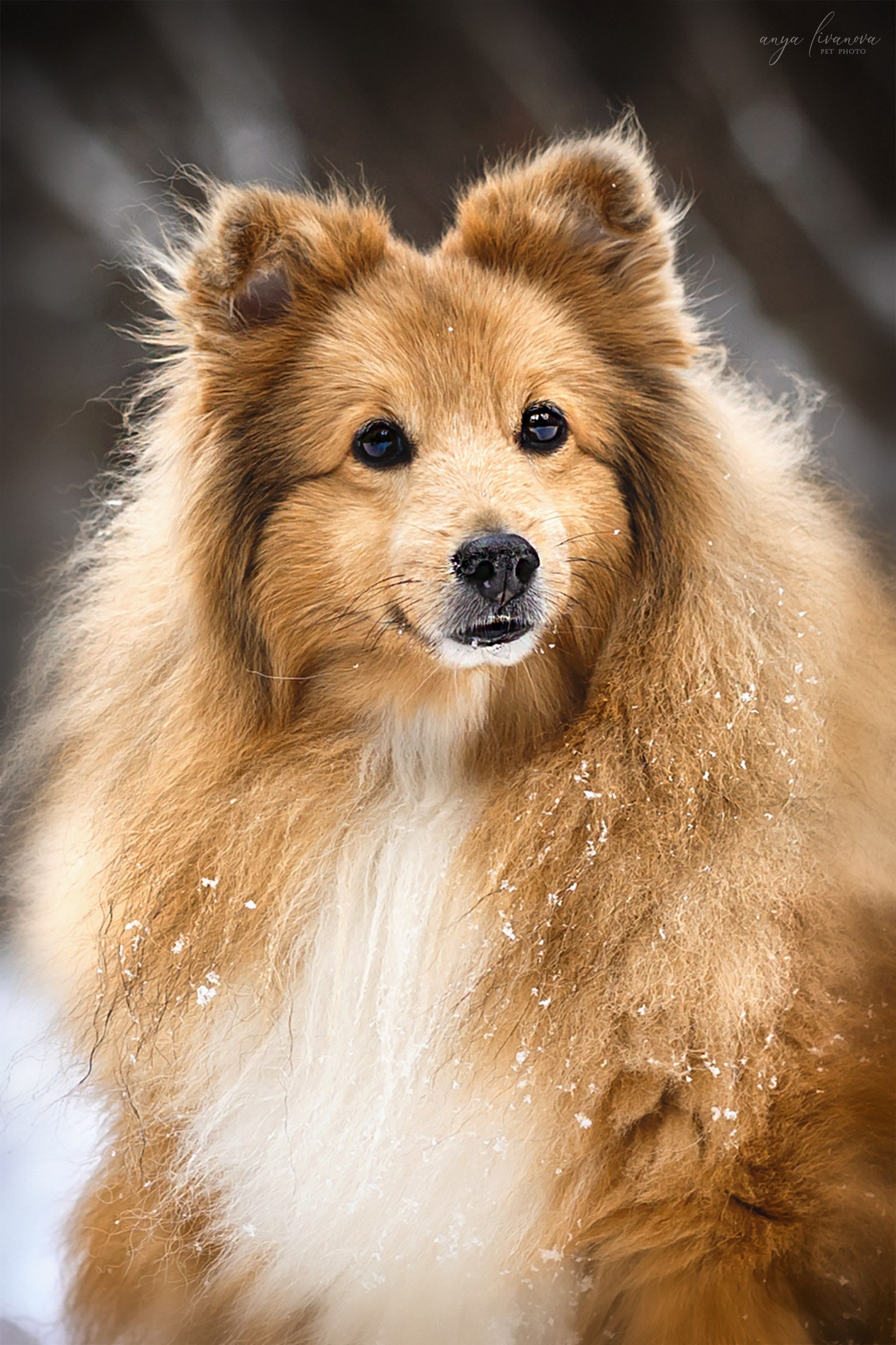 Скиф. Фотограф анималист Аня Ливанова | Рыбинск