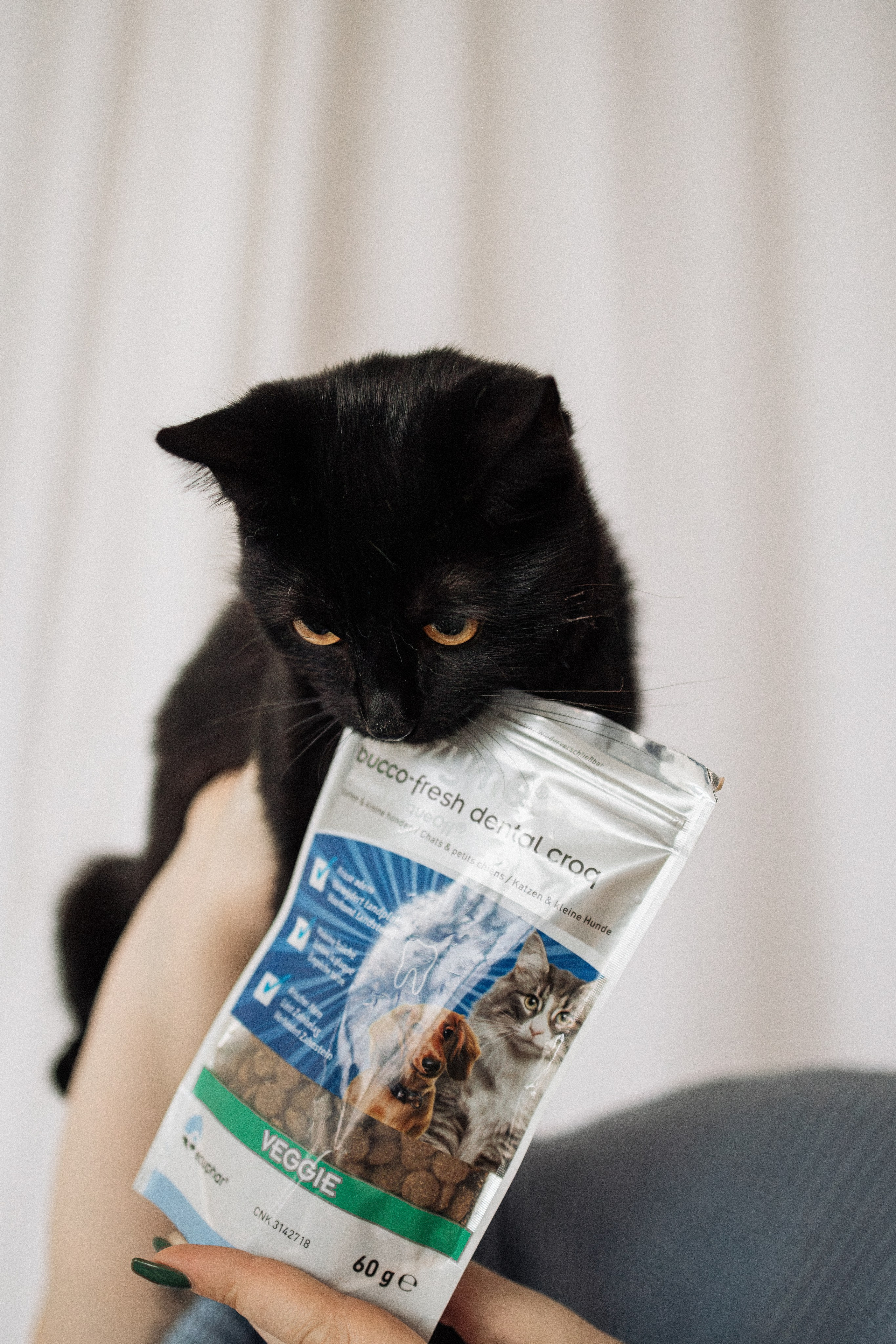 Orozyme&Emmiepet. Фотораф — анималист Мария Шистка