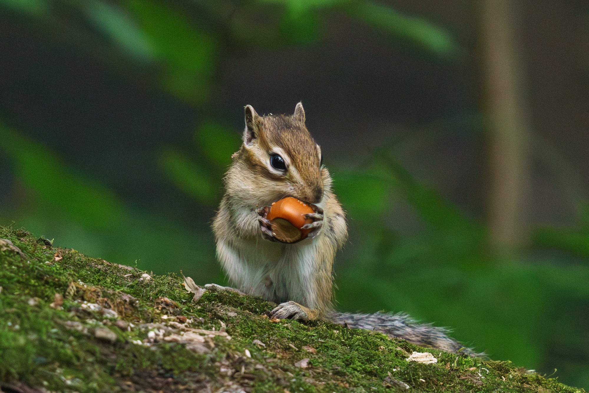 Животные. Ваш личный фотограф Марина Волкова