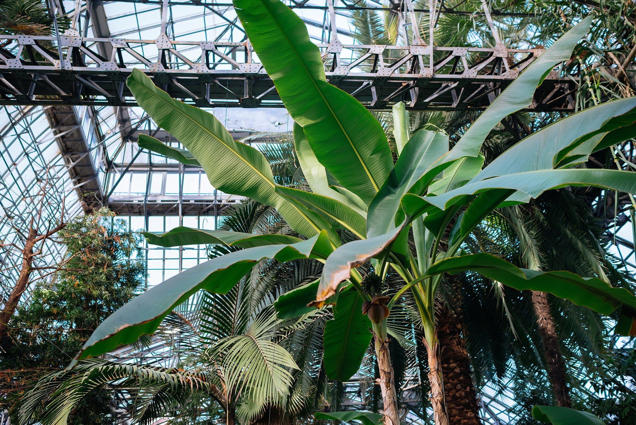 Ботанический сад. Субтропический маршрут. Март 26. Репортажный фотограф в Санкт-Петербурге Анастасия Клёпова