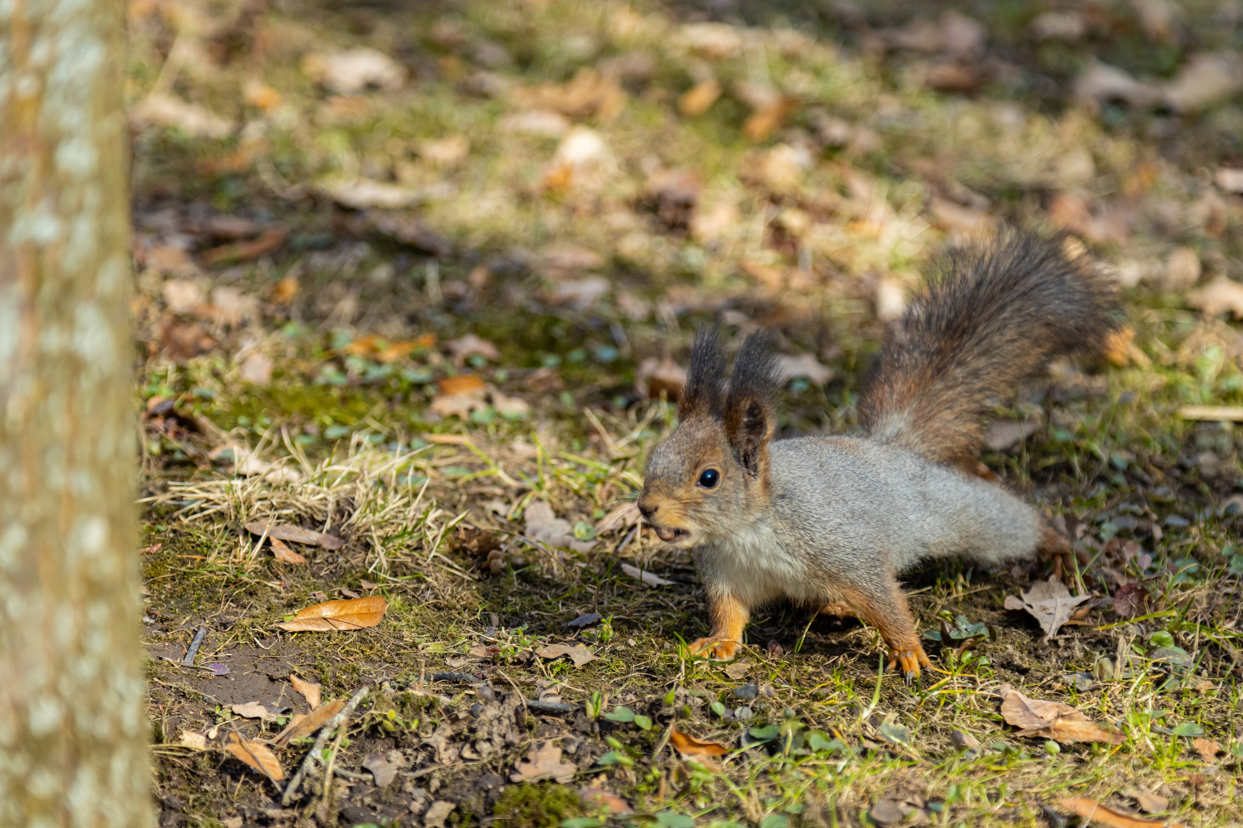 Петергоф нижний парк фото