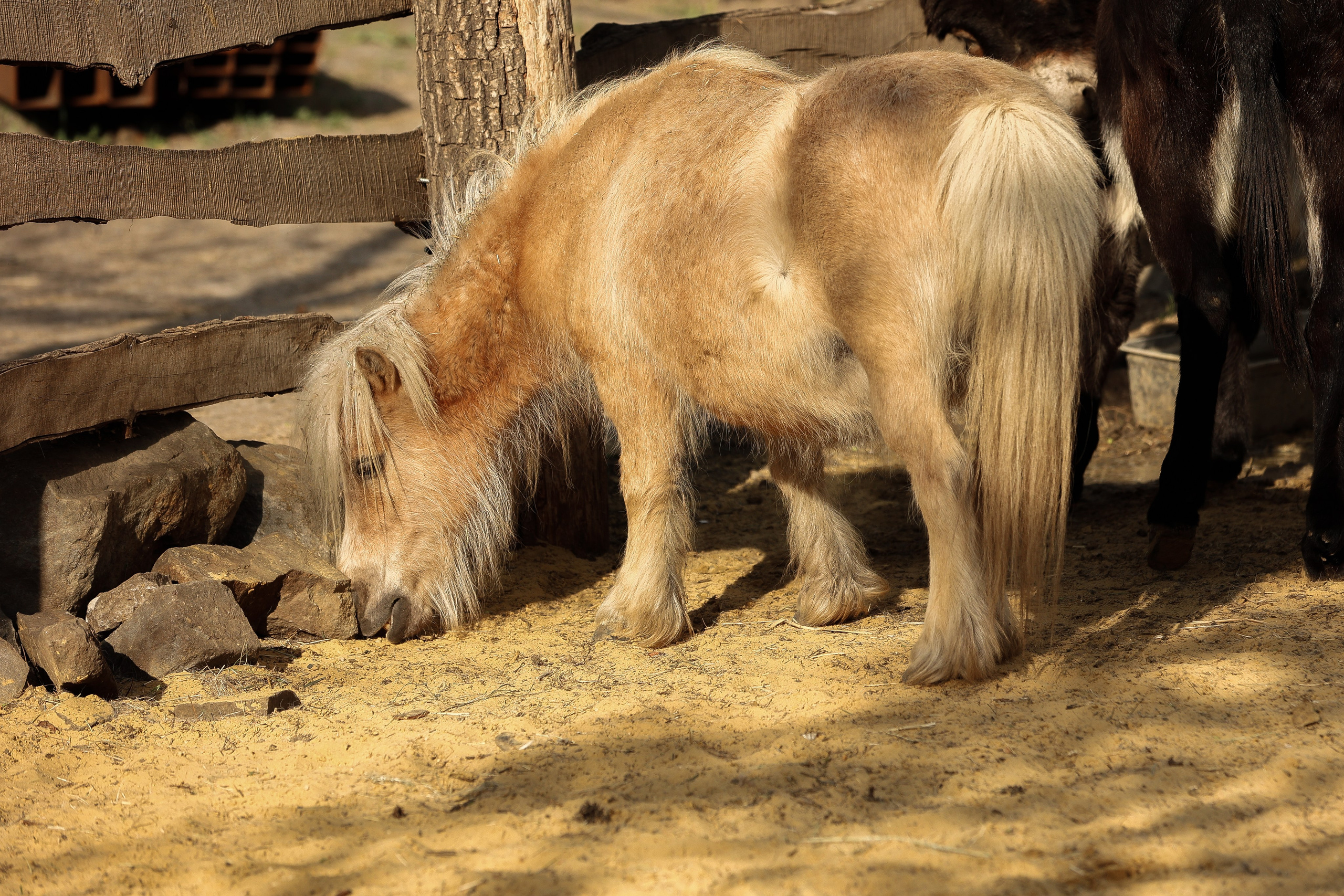 Зоопарк Малинки. Фотограф-АниМалист Анна Абрамова