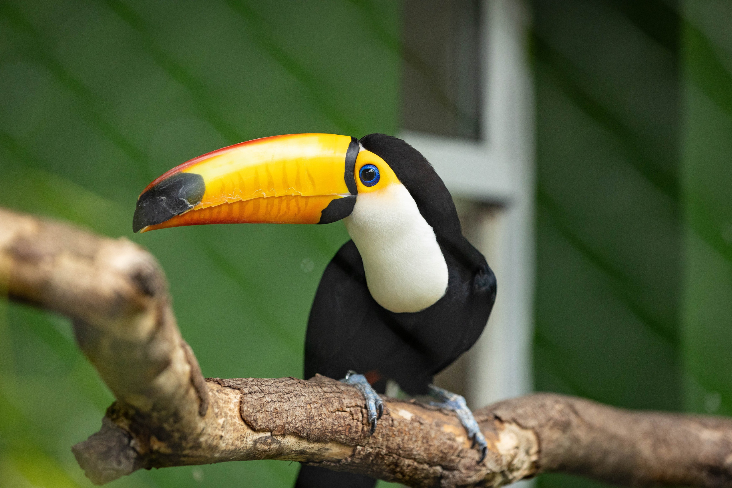 Зоопарк Малинки. Фотограф-АниМалист Анна Абрамова