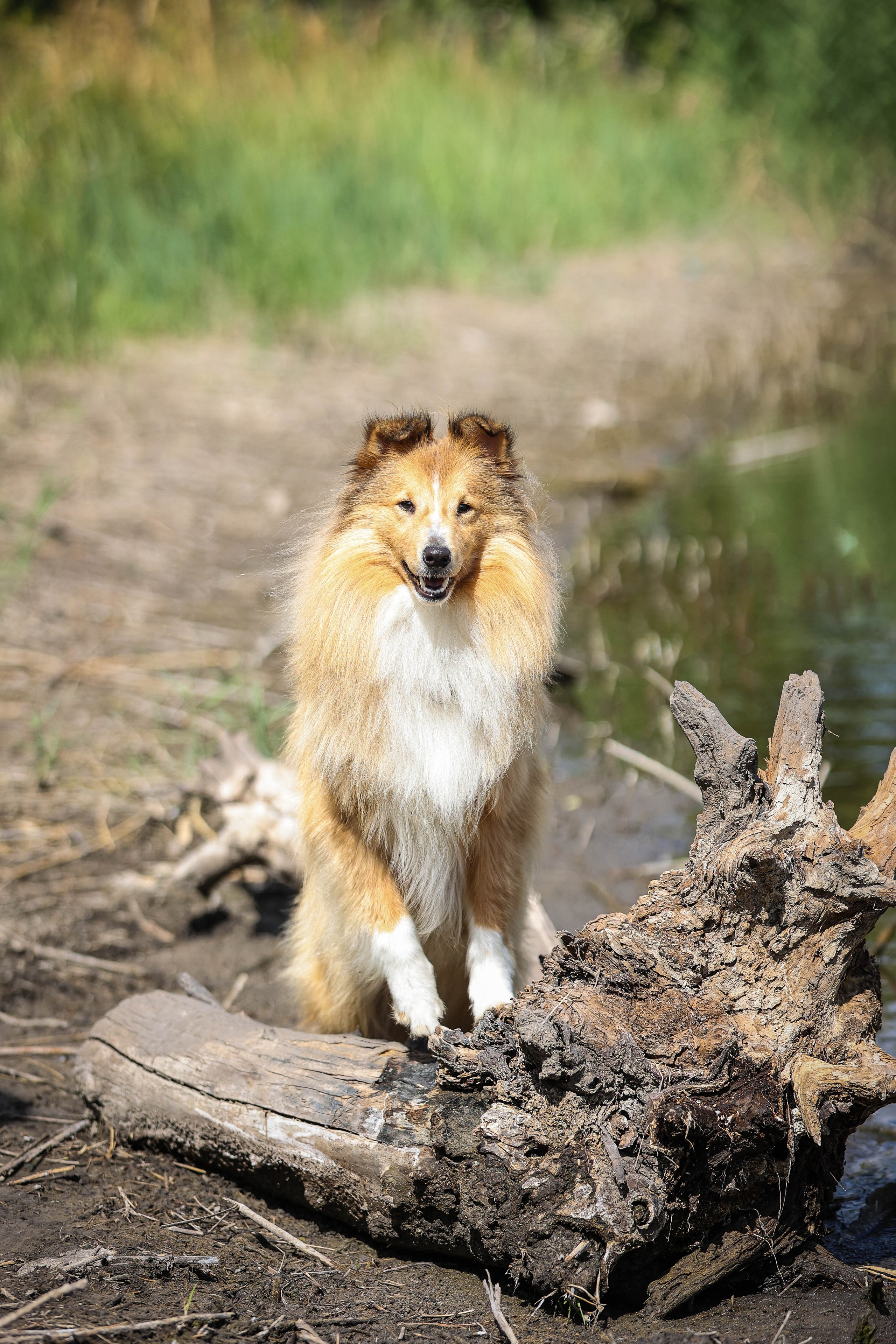 САРОЧКА В ЛЕСУ. Фотограф-АниМалист Анна Абрамова