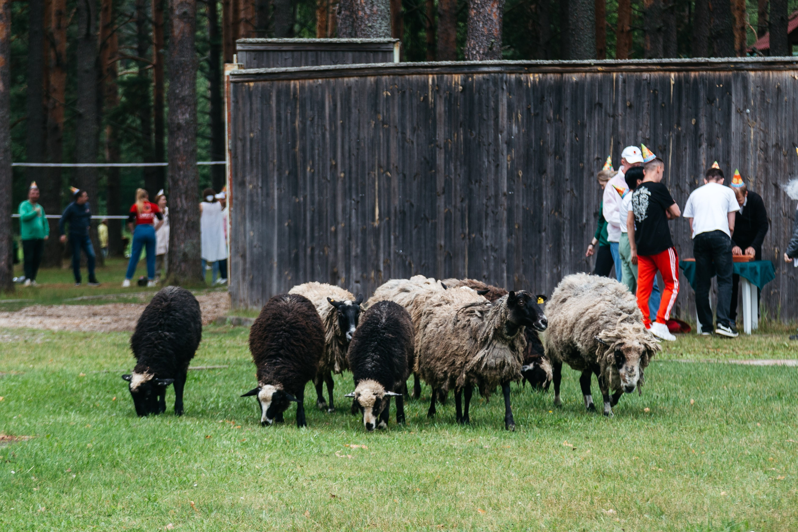 Фотоотчёт, репортаж с любого вашего мероприятия