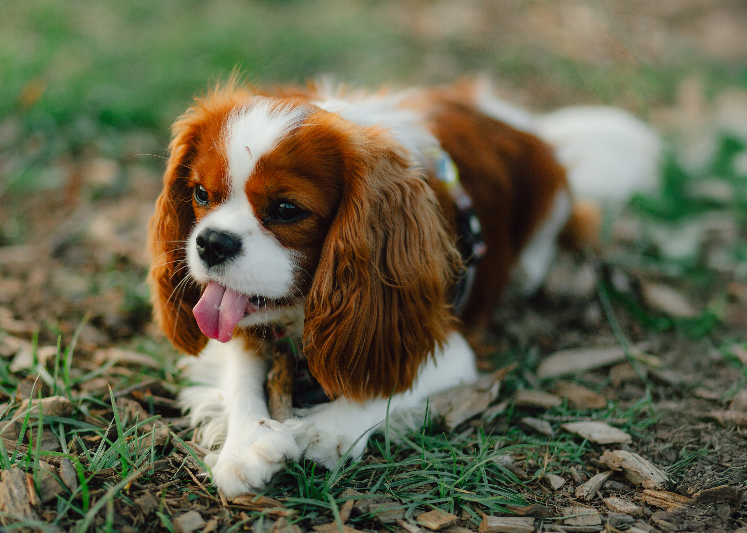 Ksenya & Her Loyal Jam. Barbara Isaeva