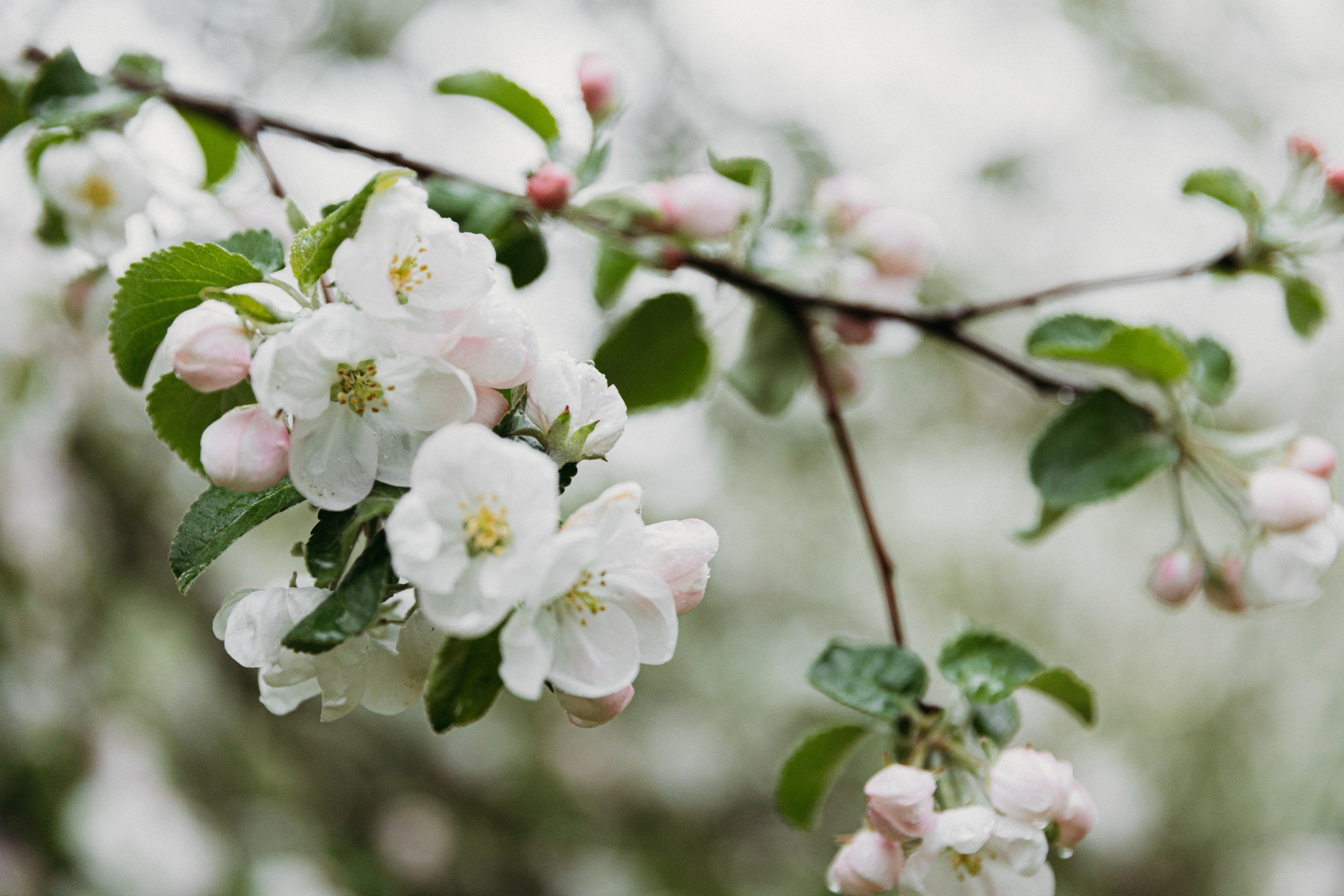 Таня в Коломенском. Фотограф-анималист в Москве Соломонова Варвара