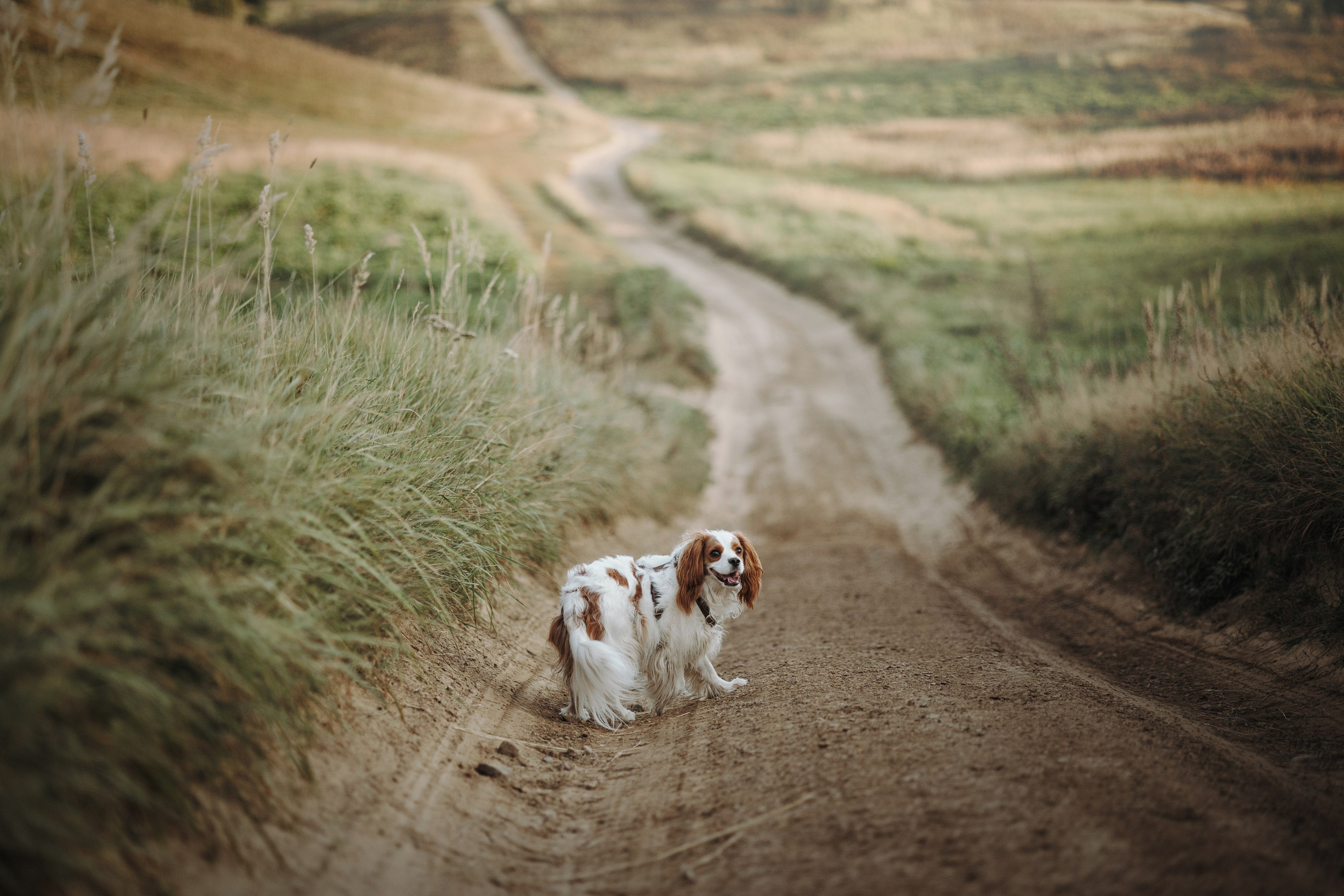 Влада и Белла. Фотограф — Анималист | Санкт-Петербург
