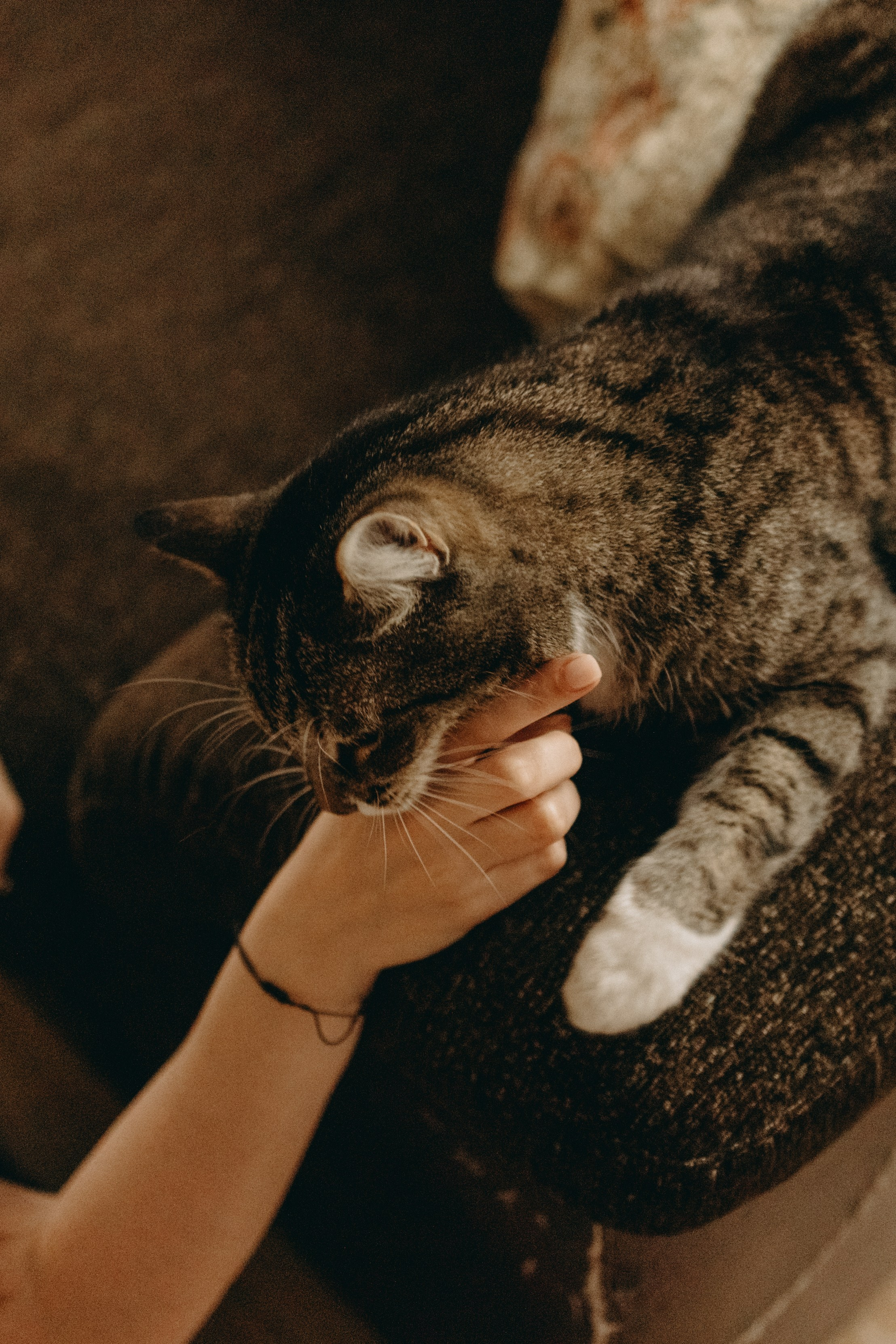 Софа и ее хвостики. Фотограф — Анималист | Санкт-Петербург