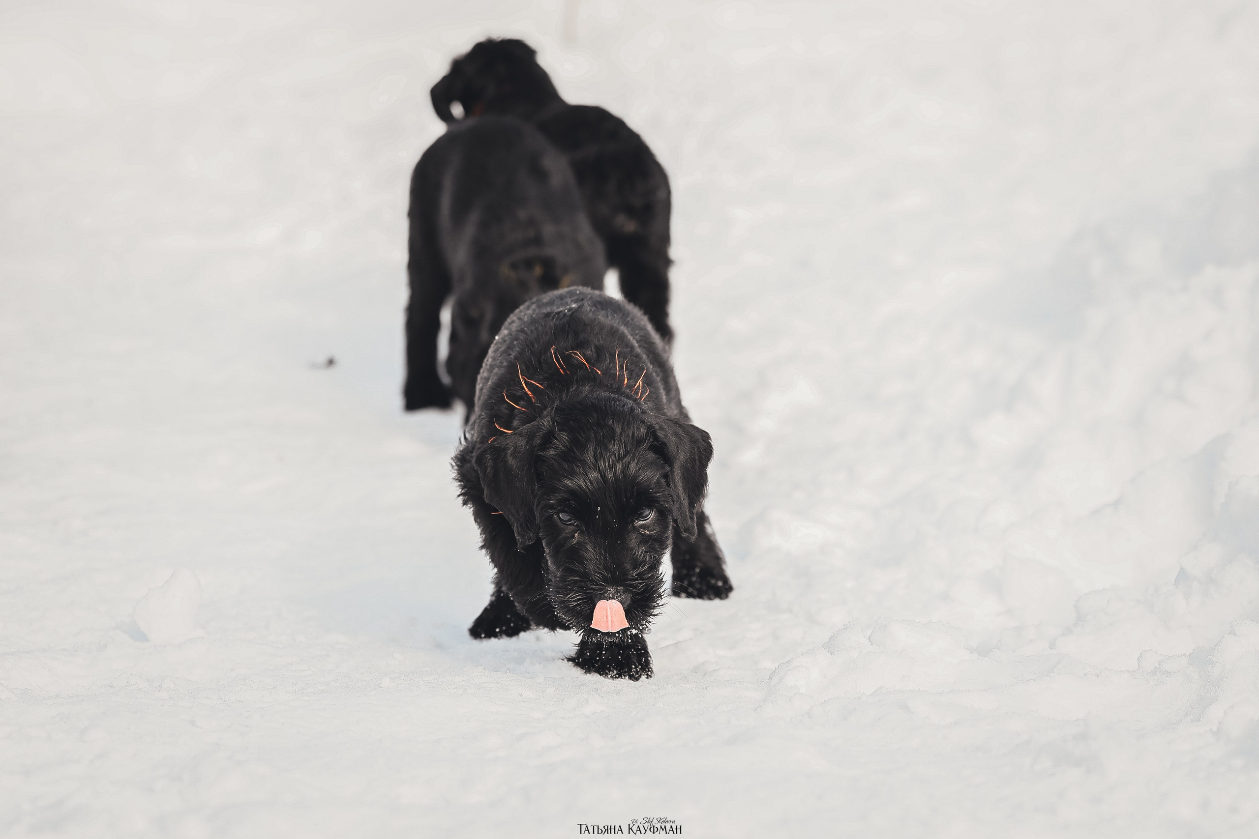 Ризеншнауцер, щенки ризеншнауцера, купить ризеншнауцера, купить щенка, ризеншнауцер Новосибирск, фотосъемка щенков, фотосессия собак, заказать фотосессию, фотографии щенков, сфотографировать щенка, фотограф Анималист, фотограф собак Новосибирск, фотограф анималист Новосибирск