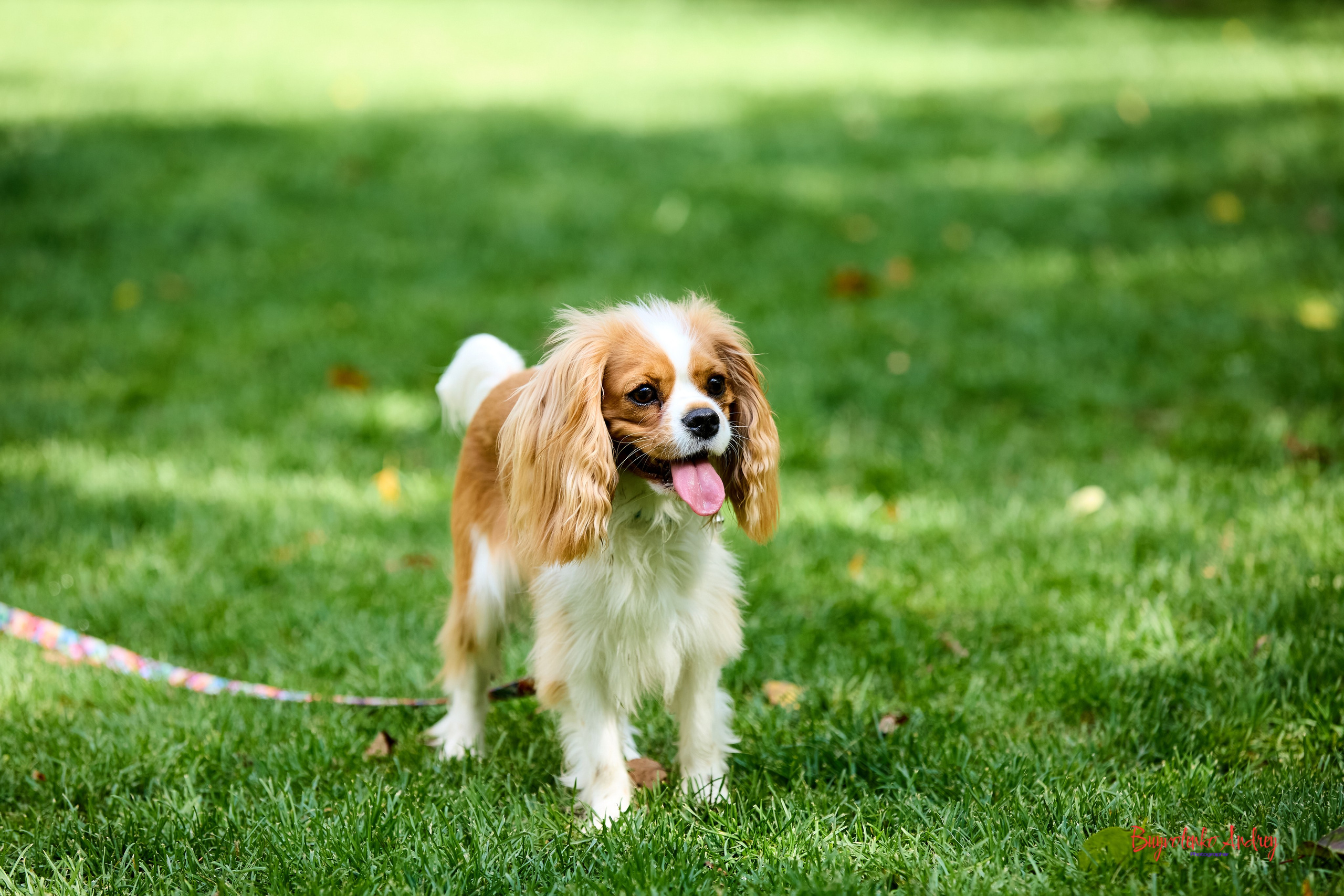 Фотопрогулка с кавалерами. Buyvolenko Andrey