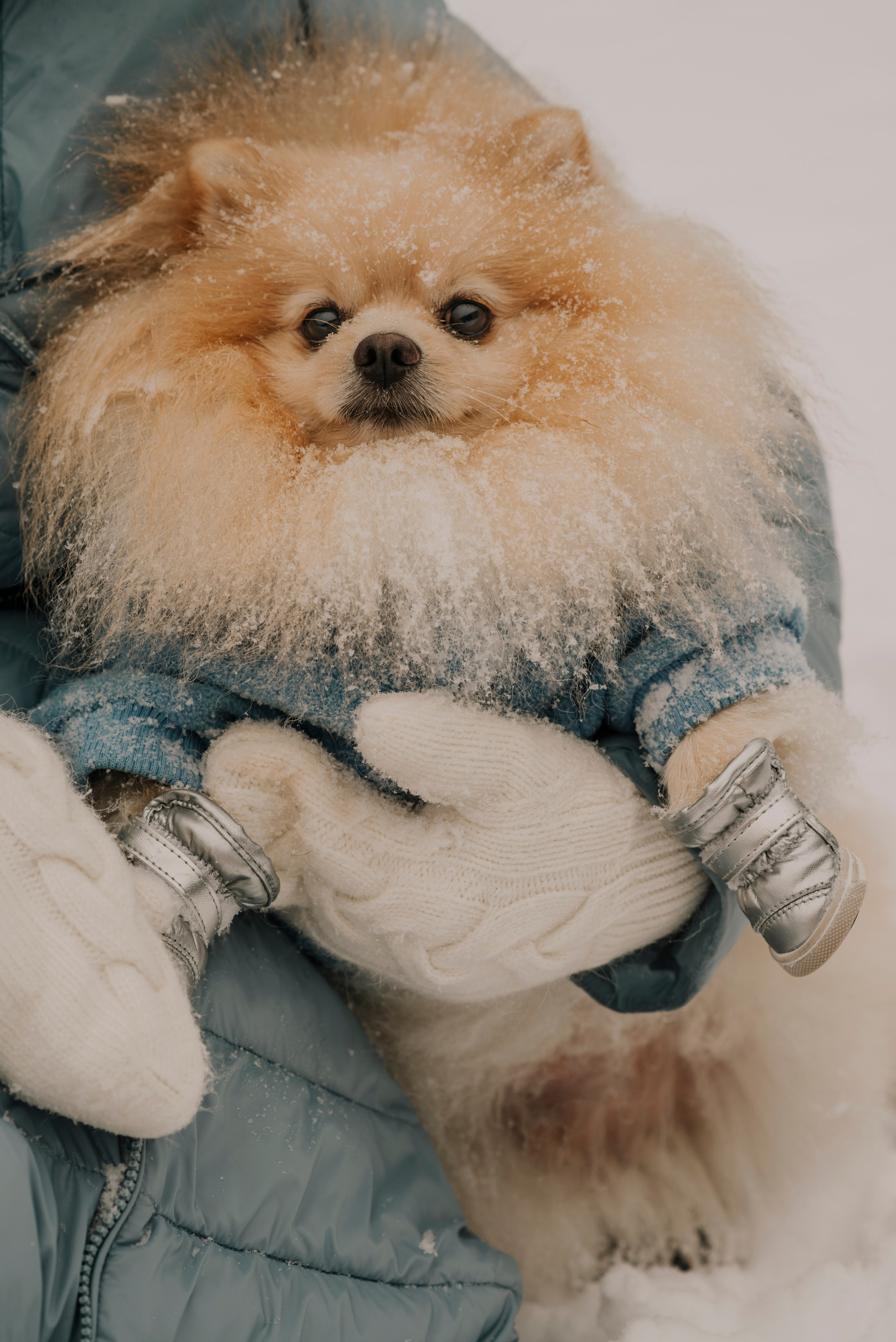 Собака шпиц в голубом костюме на руках у хозяйка в белых варежках