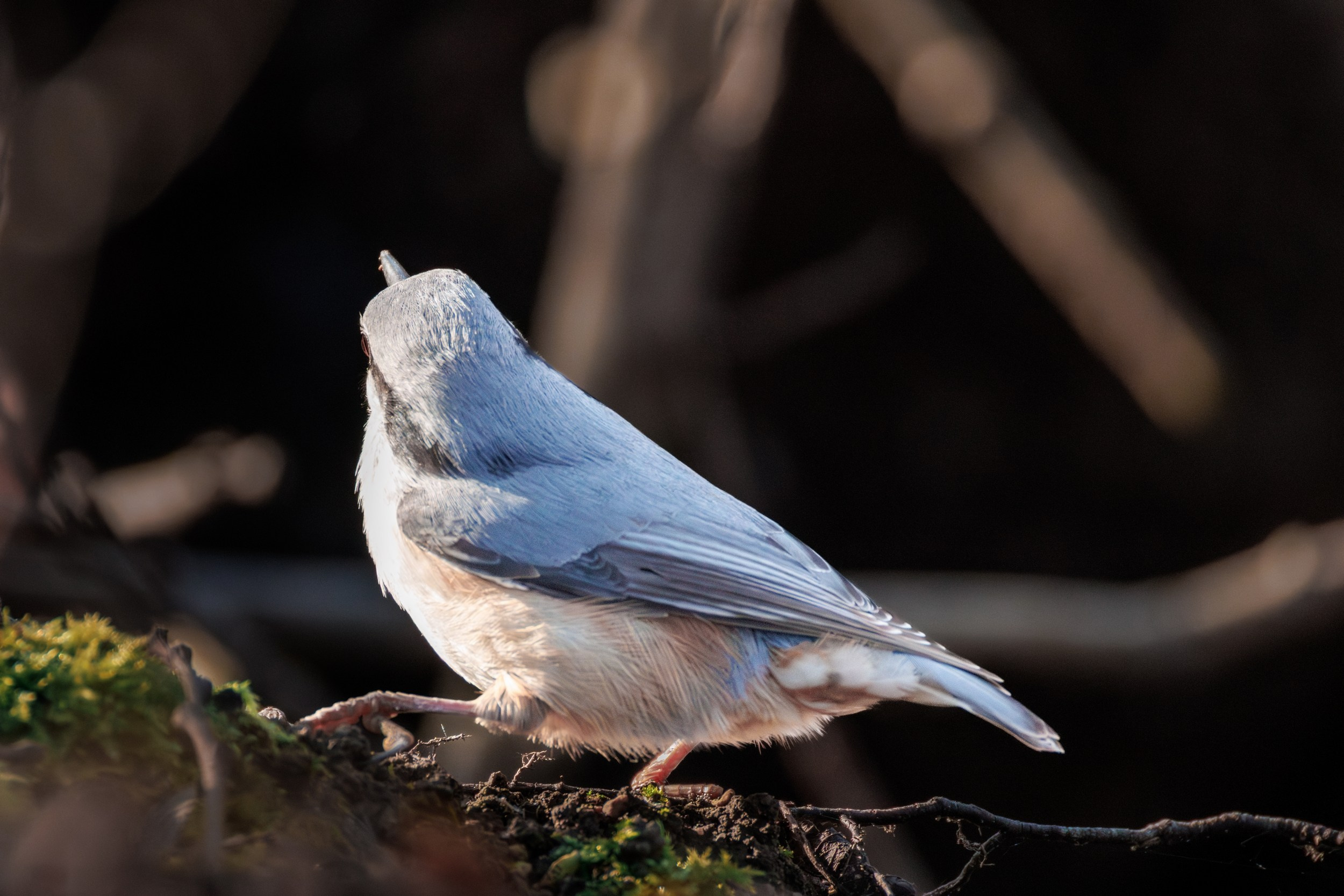 Поползень. Фотограф дикой природы Роман Исаенков