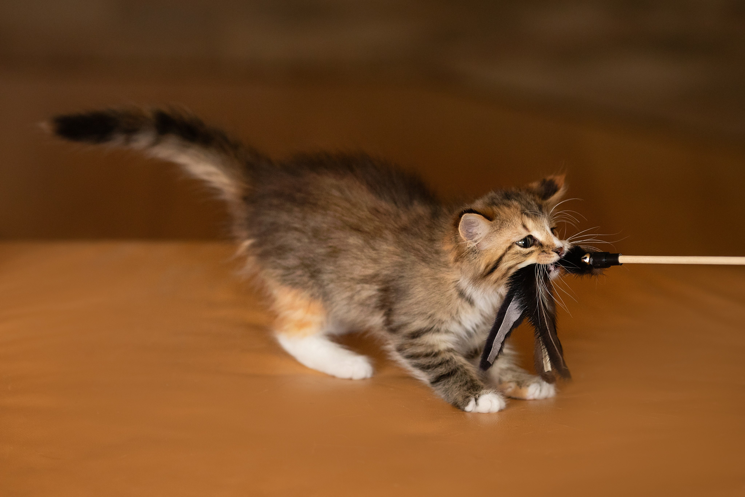 Котята в добрые руки. Арт фотограф в Минске Анастасия Корбут