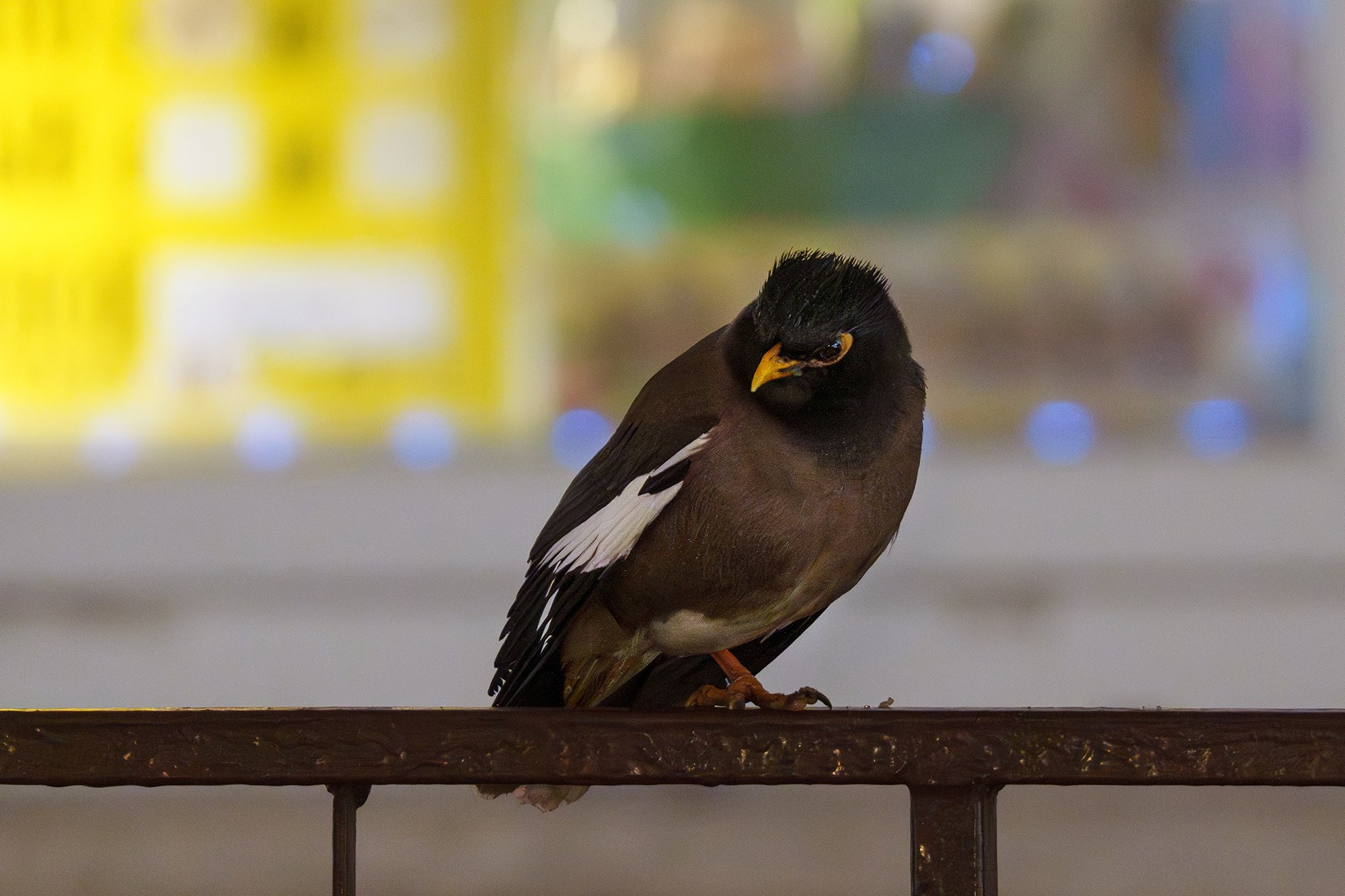 Удивительные мир птиц. Вокруг нас столько прекрасного — присмотритесь!. Ваш личный фотограф Марина Волкова