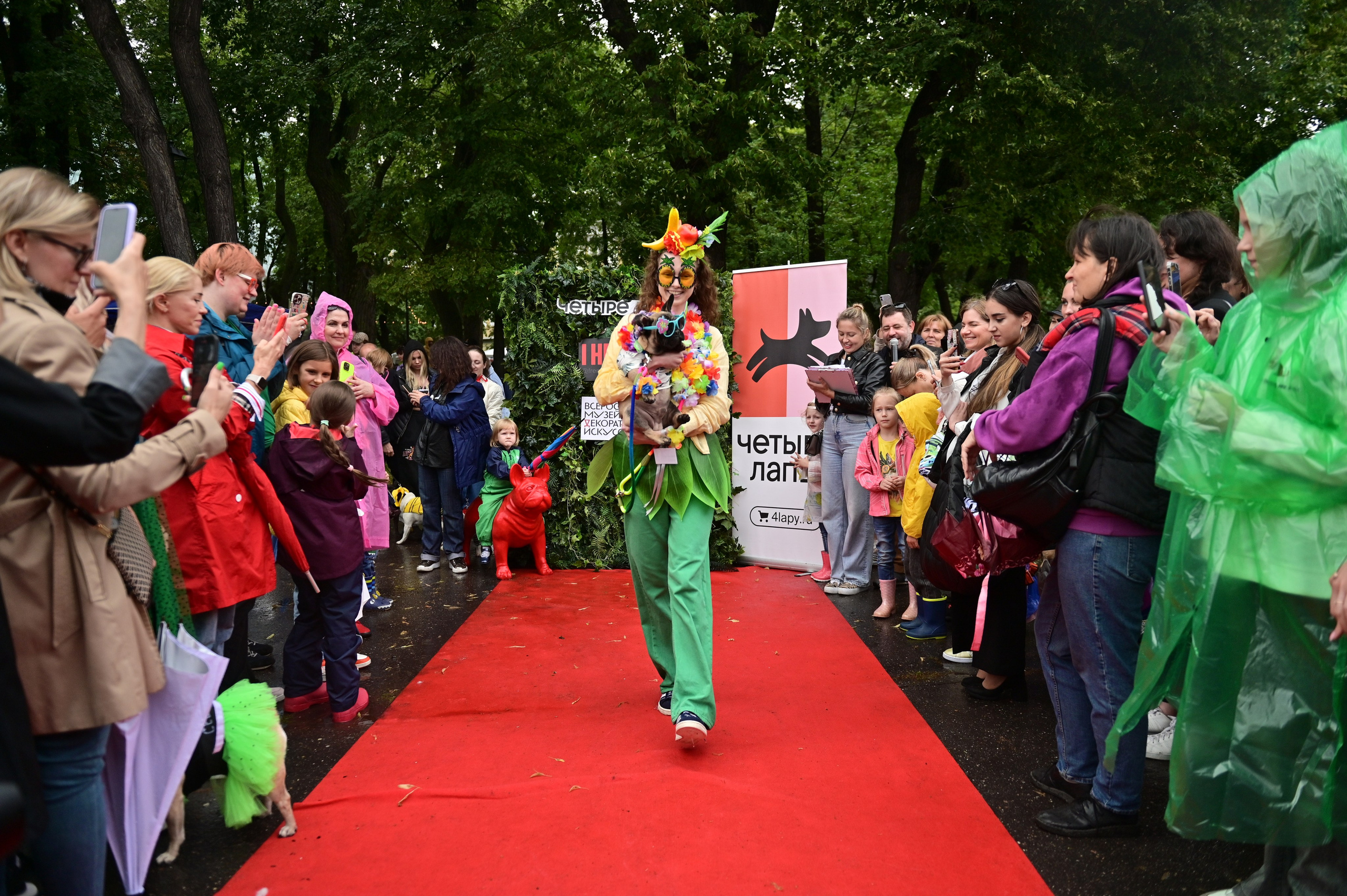 Парад французский бульдогов. Анна Пушина, фотограф, Москва, Королев, Пушкино