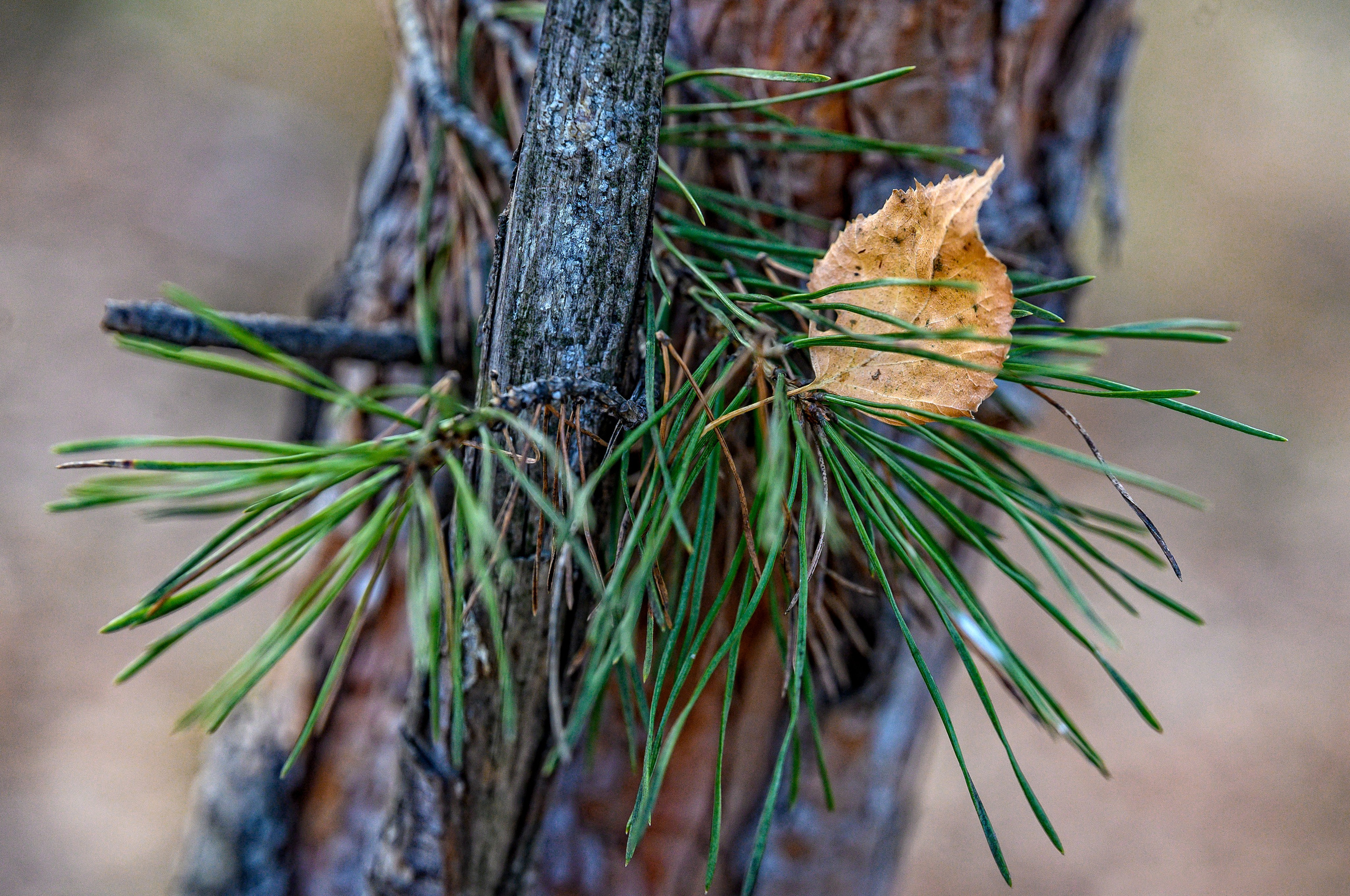 Осень. FotoGraf