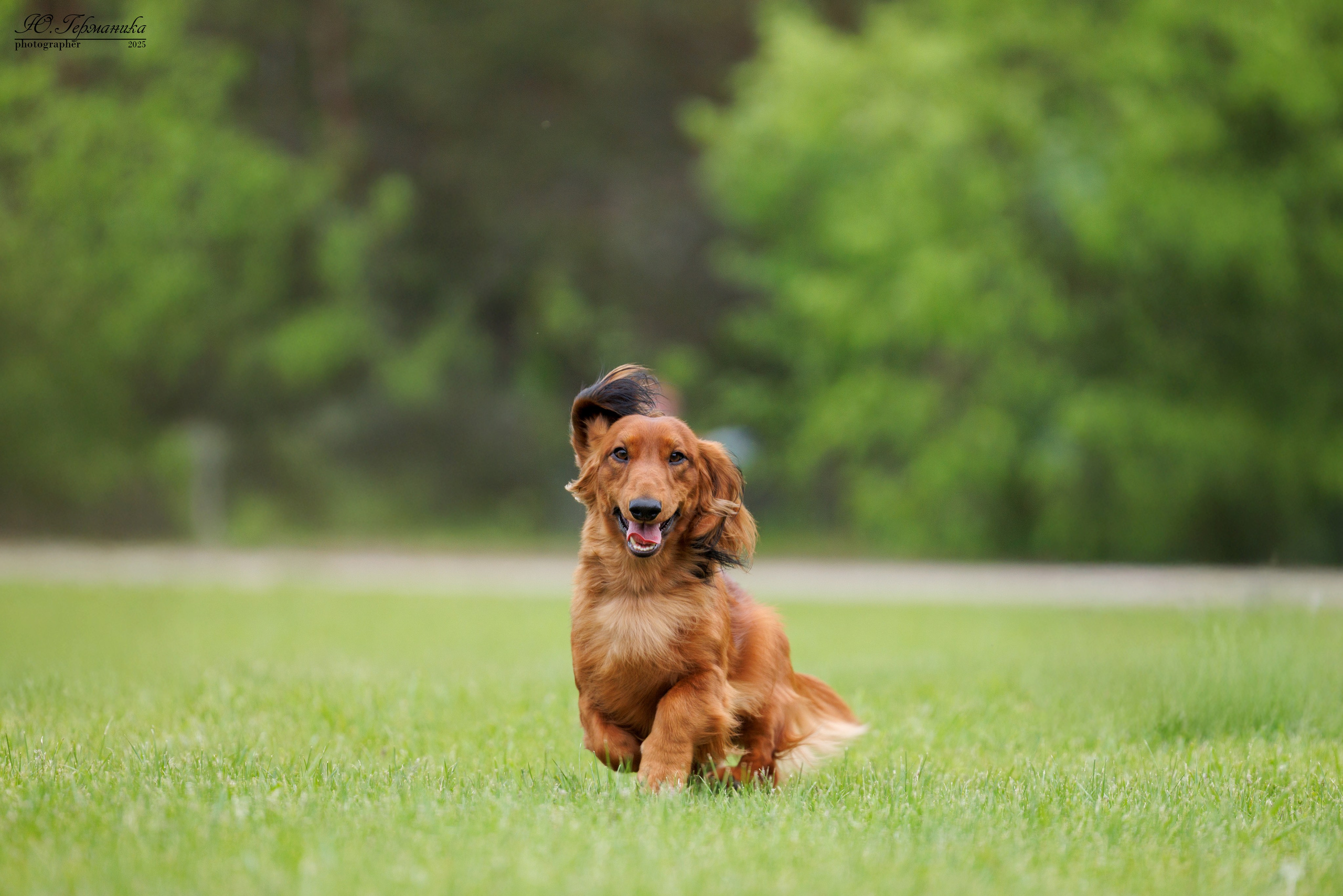 Суздаль(Владимир)17-18.05.2025. Фотограф-анималист Юлия Германика
