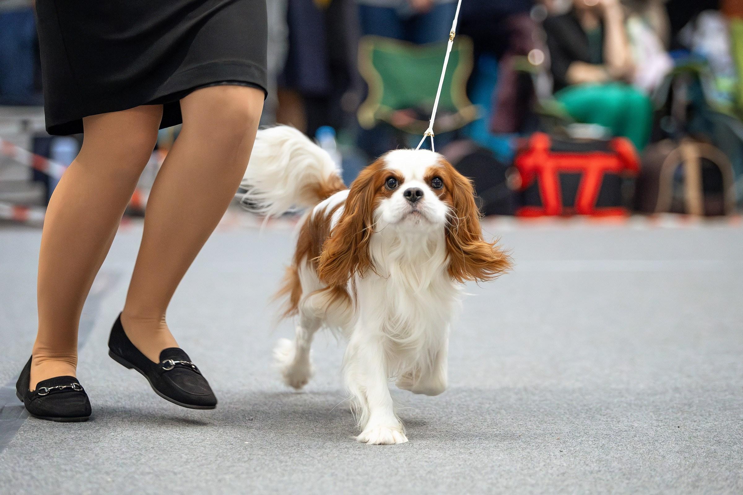 18 января 2025, Выставка РКФ, г. Пермь. Htykk_photo