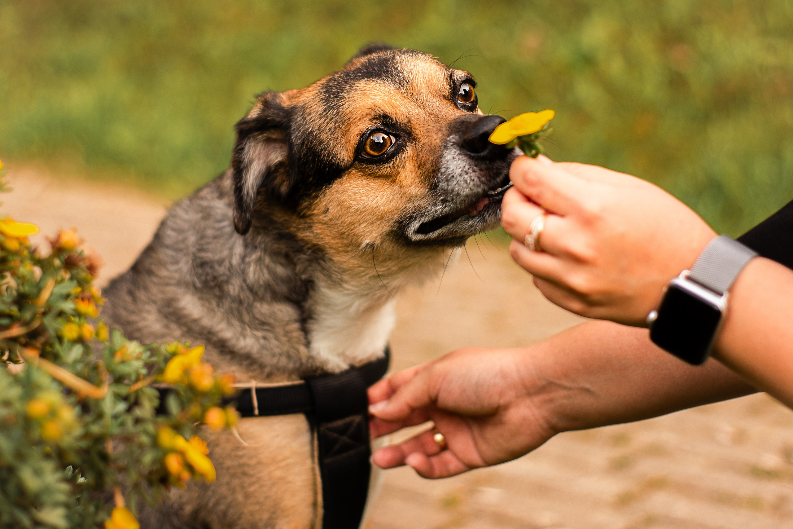 Виктория и Раф. Фотограф-анималист Мария Баркевич | Москва