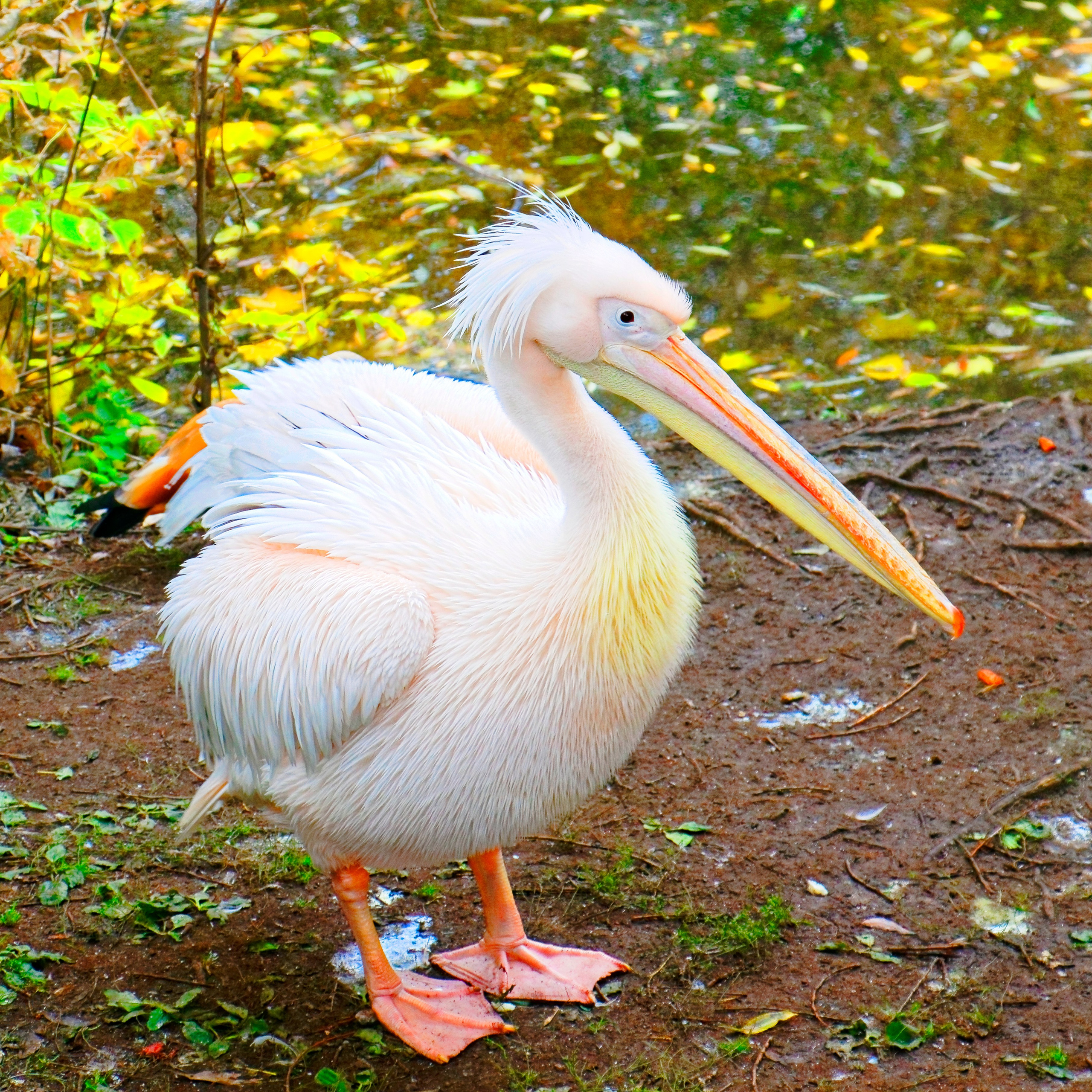 МОСКОВСКИЙ ЗООПАРК. Фотограф Владимир Роля