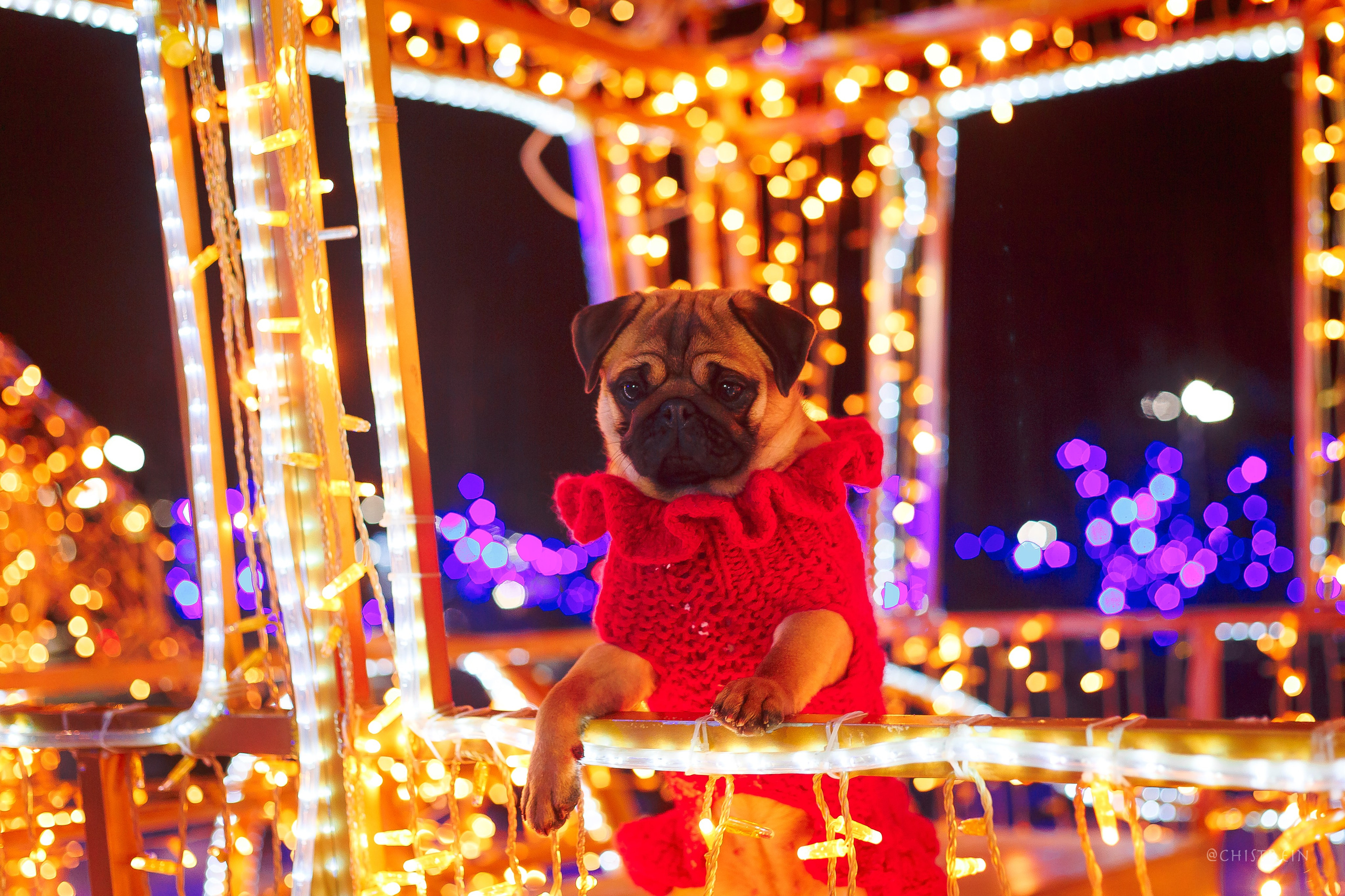 Новогоднее настроение. Роза. Фотограф-анималист Наталия Чистюхина в г. Сосновый Бор и ЛО