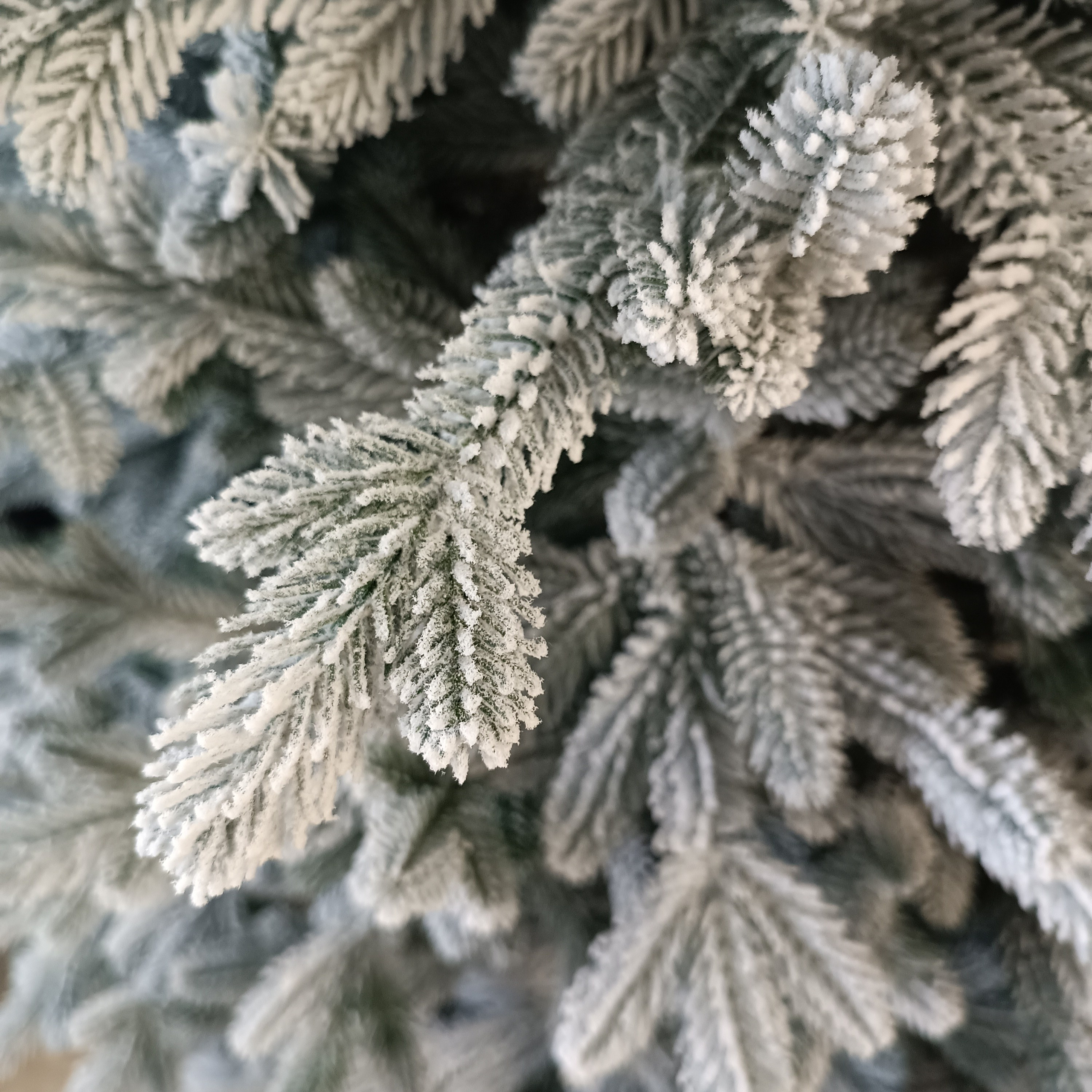 ВИВА. Elki_grodno