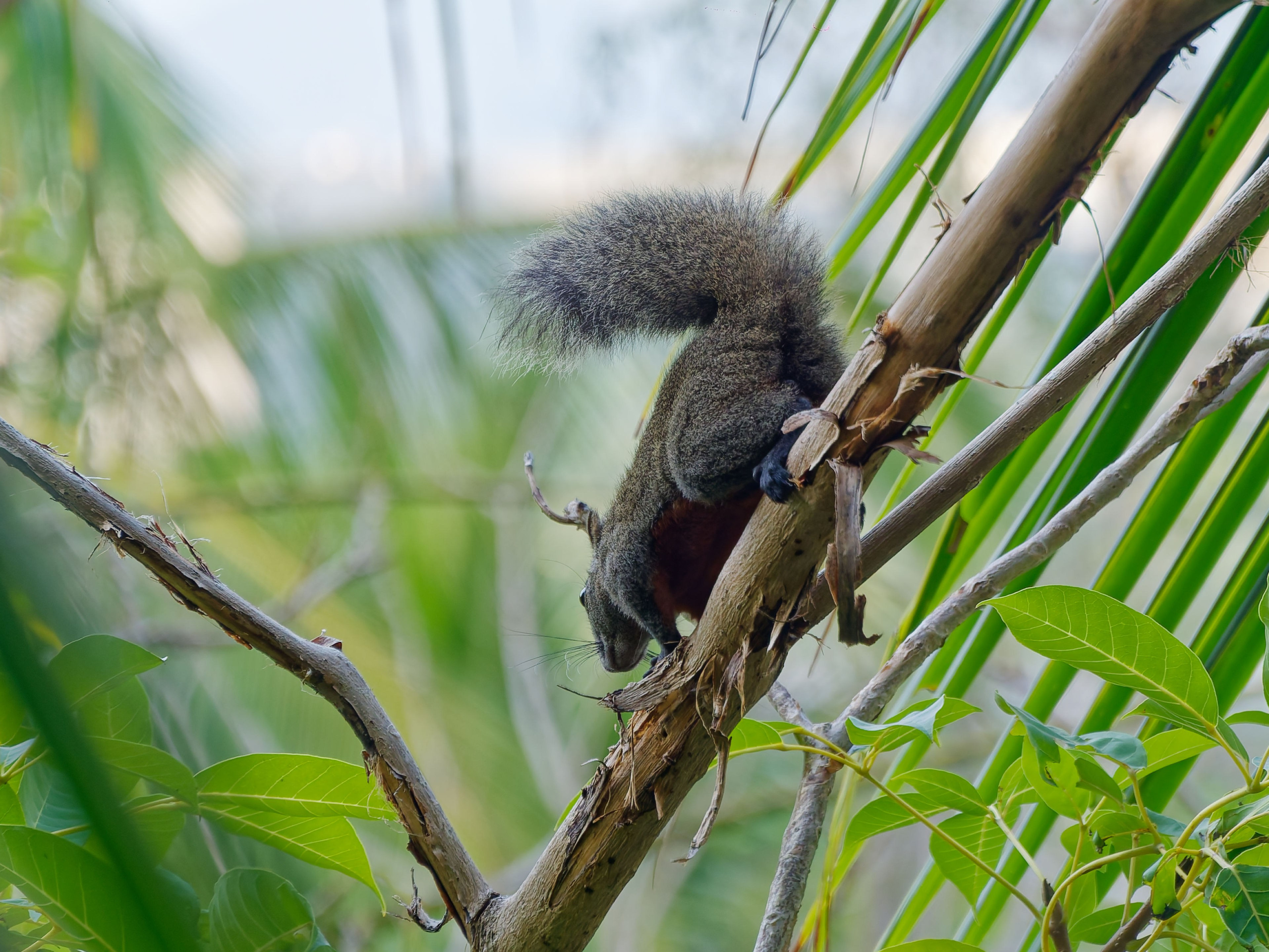 Хайнань 2026, белки. Фотопрогулки по Миру