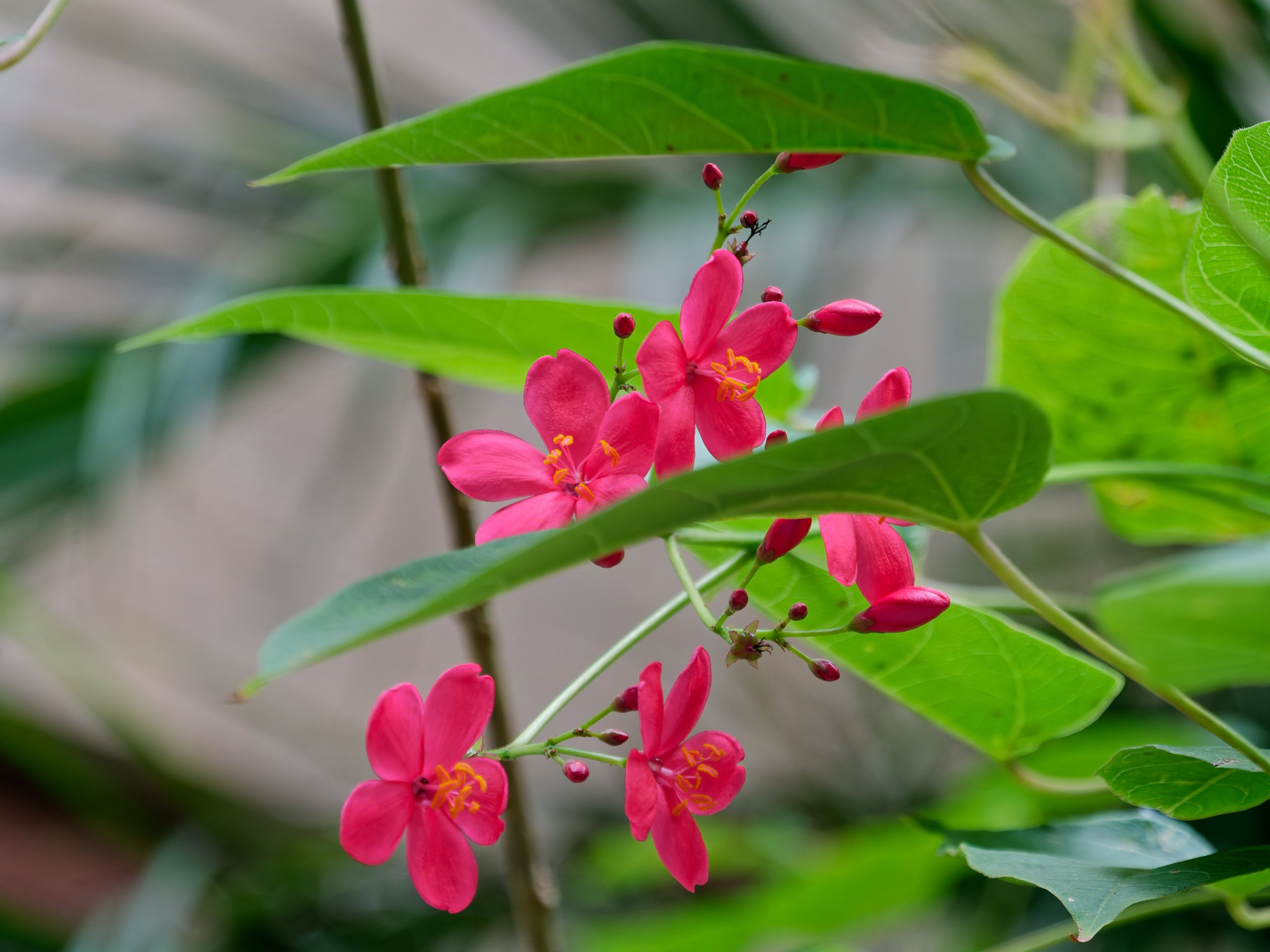 Хайнань 2026, флора, цветы и деревья. Фотопрогулки по Миру