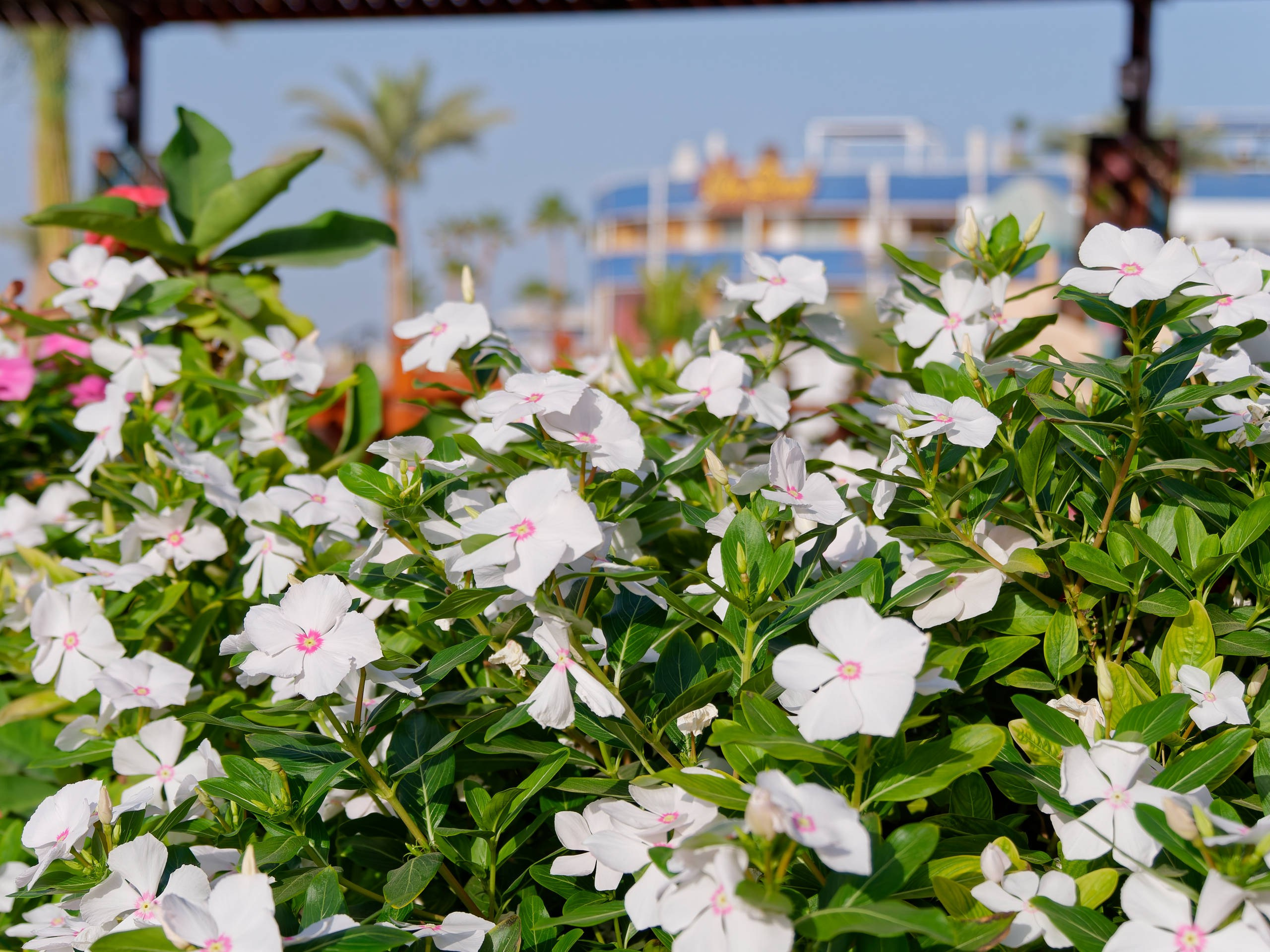 Шарм-эль-Шейх 2022 (2). Избранные фотографии