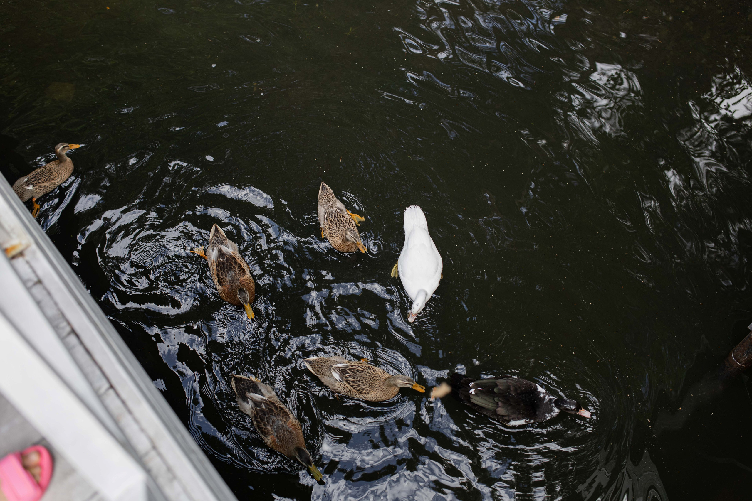 Никита и Дарья | Хвоя | Свадьба 18.07.2024. Свадебный фотограф Новосибирск | Готовность фото от 14 дней