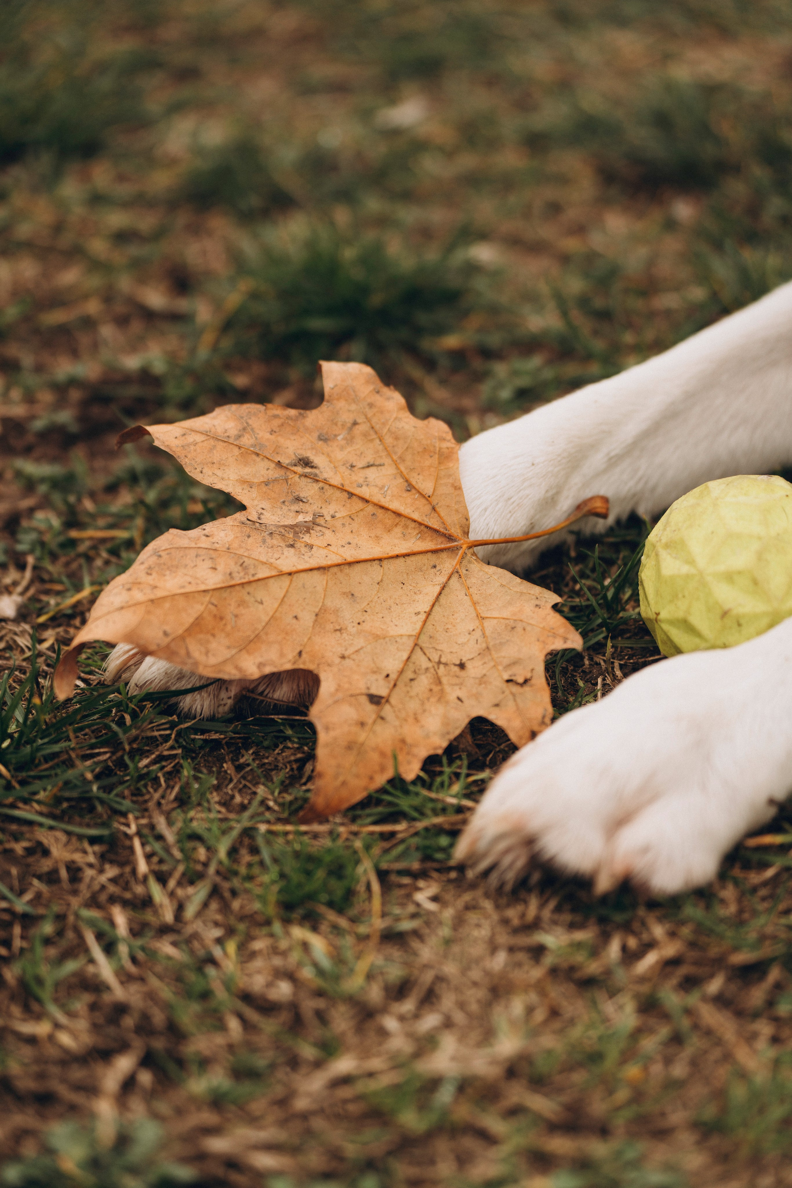 Вати, Лена и Леван. Фотограф анималист в Спб недорого Олеся Майорова
