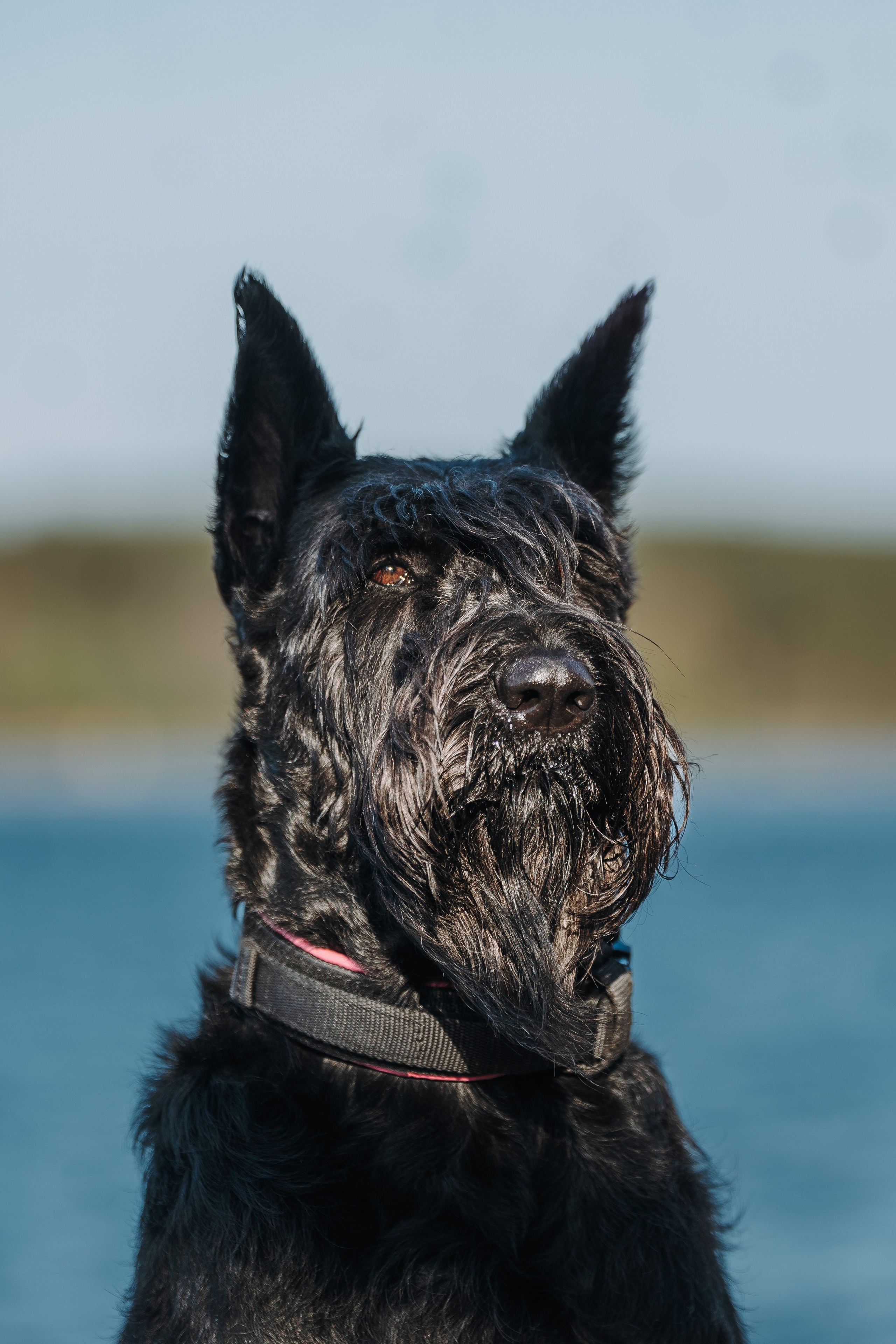 Соревнования по ноузворку в Лосево. Фотограф анималист в Спб недорого Олеся Майорова