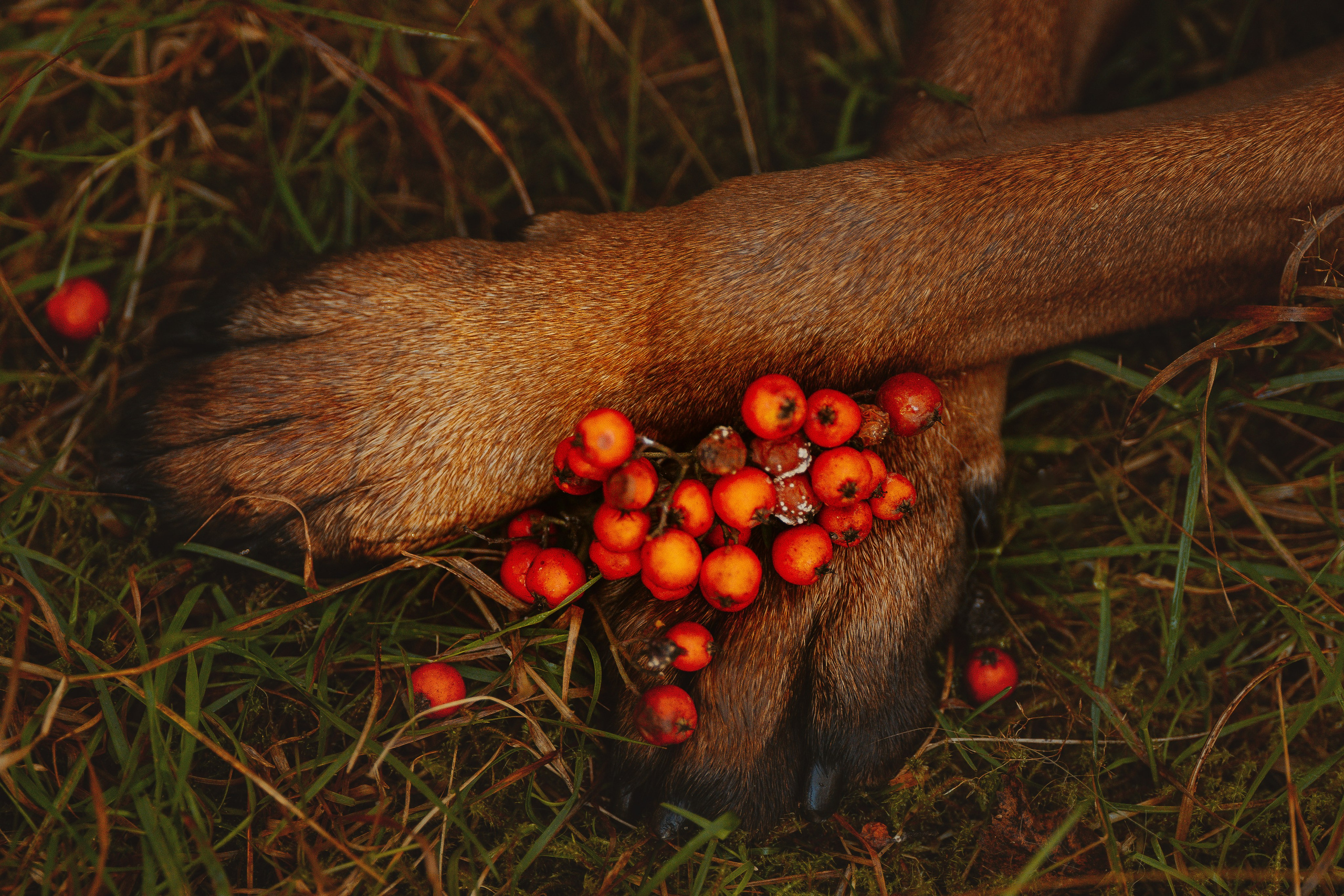 Ольга, Рора и Румпель. Фотограф анималист в Спб недорого Олеся Майорова