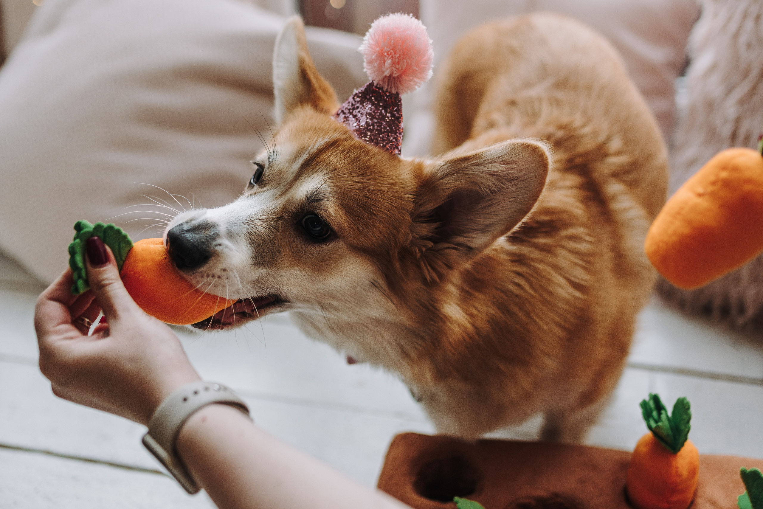 Александра и Бри. Фотограф анималист в Спб недорого Олеся Майорова